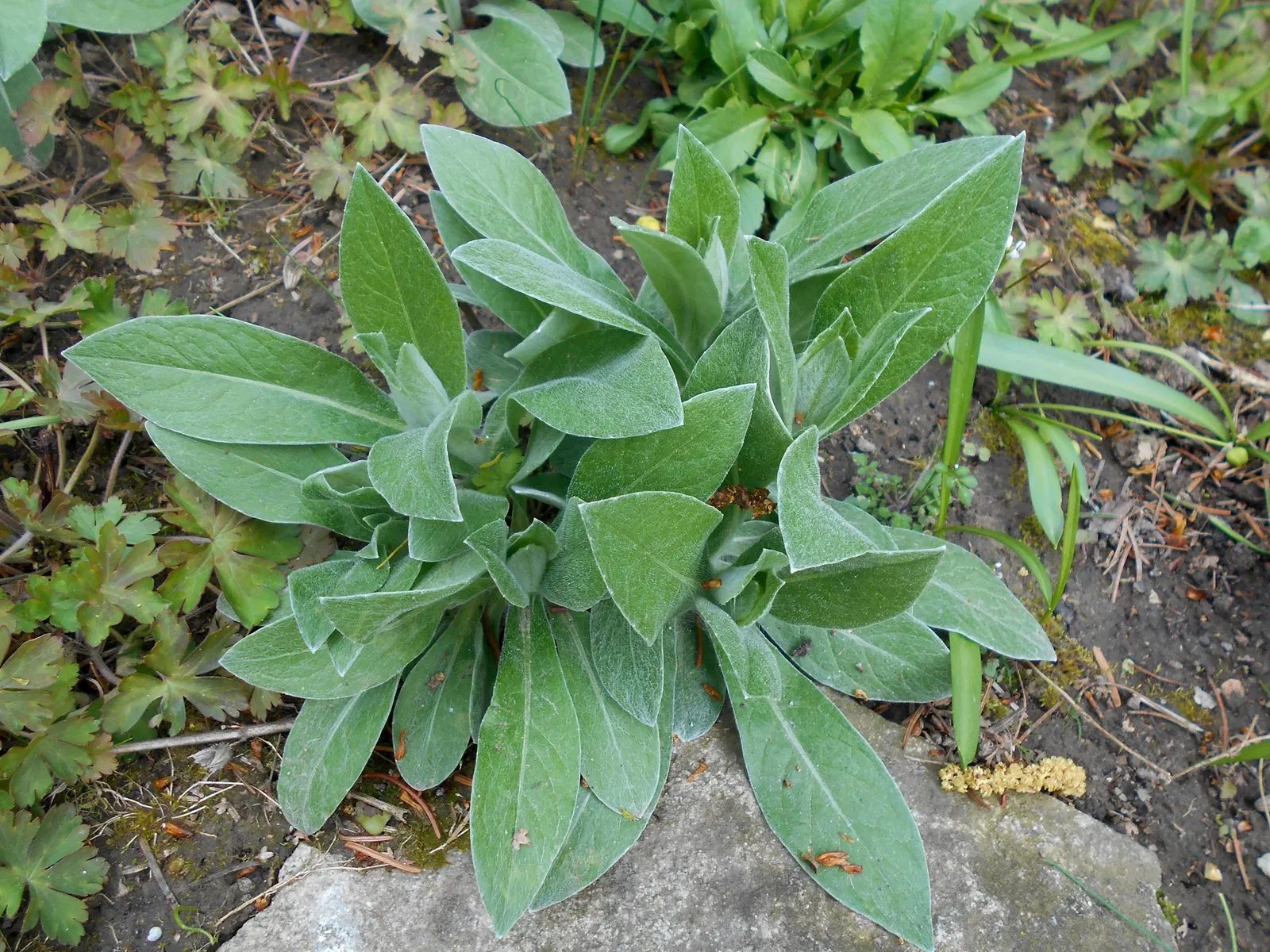Mountain Bluet (Centaurea Montana) — They display a clumping habit which makes them an excellent choice for borders