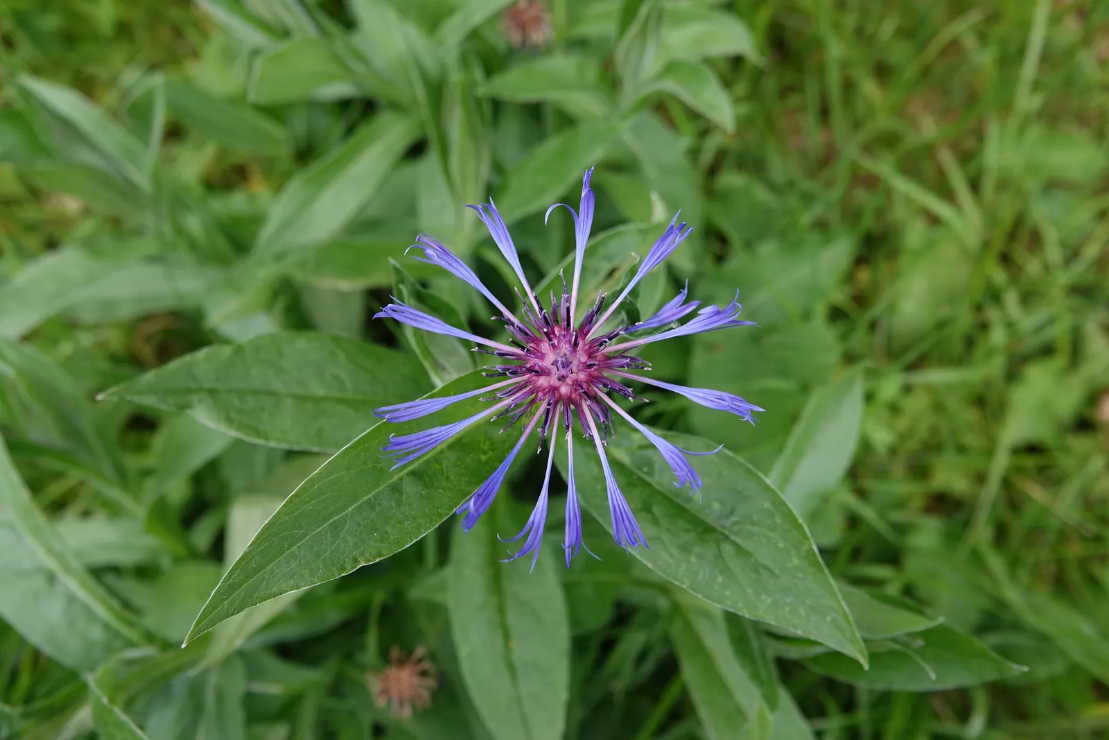 Mountain Bluet (Centaurea Montana) — preferring full sun to partial shade and well-drained soil; mountain Bluets reach a modest height of about 1, image 67