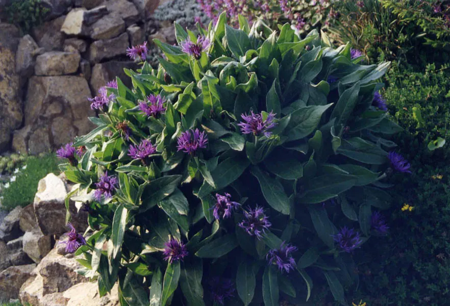 Mountain Bluet (Centaurea Montana) — they are quite adaptable and can tolerate a certain degree of soil variability; mountain Bluet (Centaurea, image 112