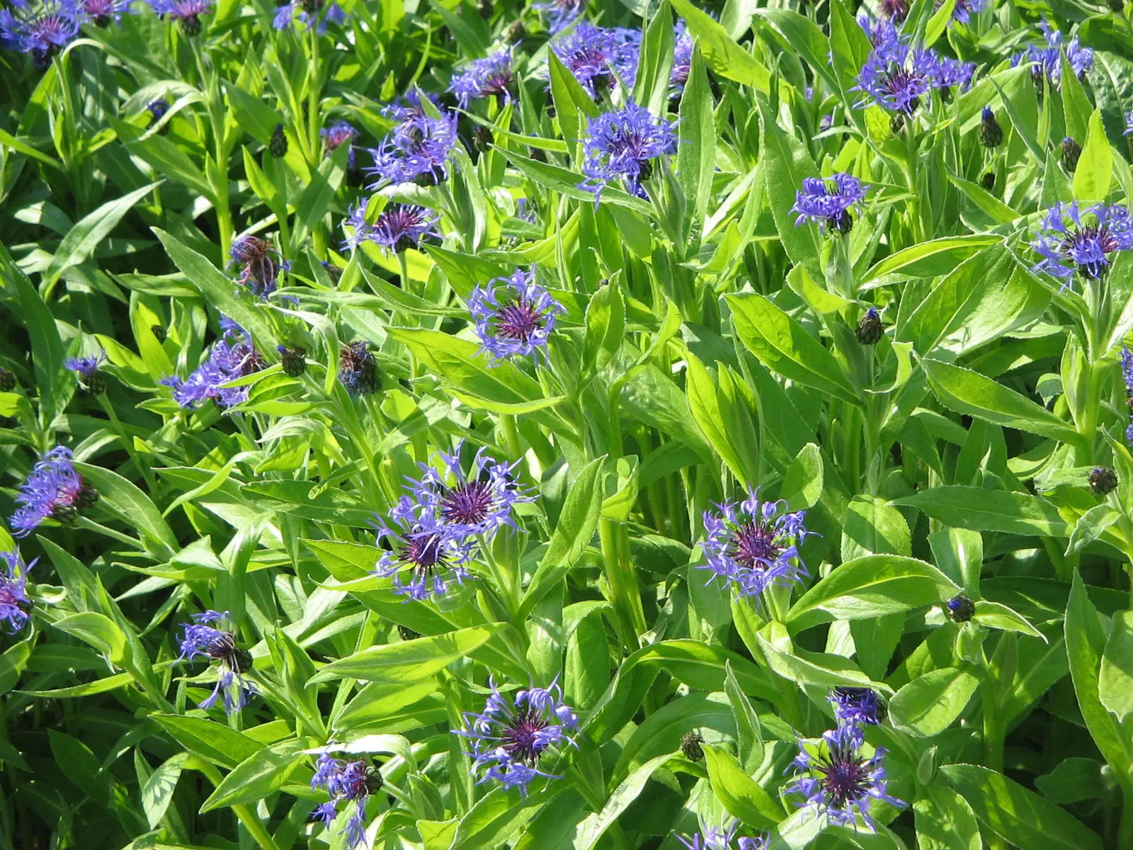 Mountain Bluet (Centaurea Montana) — often with a reddish-purple center that creates a beautiful contrast against its silvery-green foliage; blue, image 73