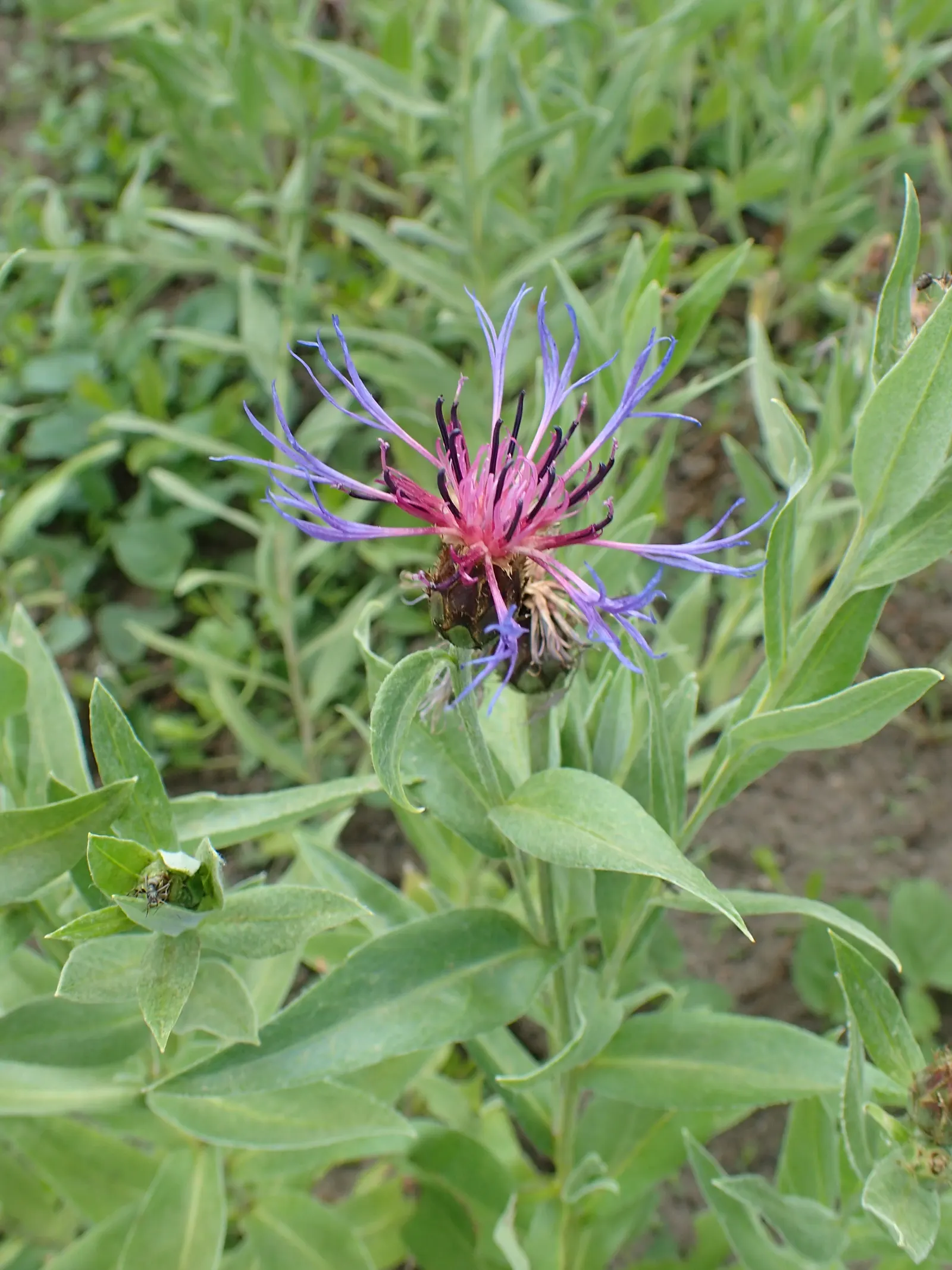 Mountain Bluet (Centaurea Montana) — Deadheading the spent flowers can encourage a second bloom; they are quite adaptable and can tolerate a, image 85