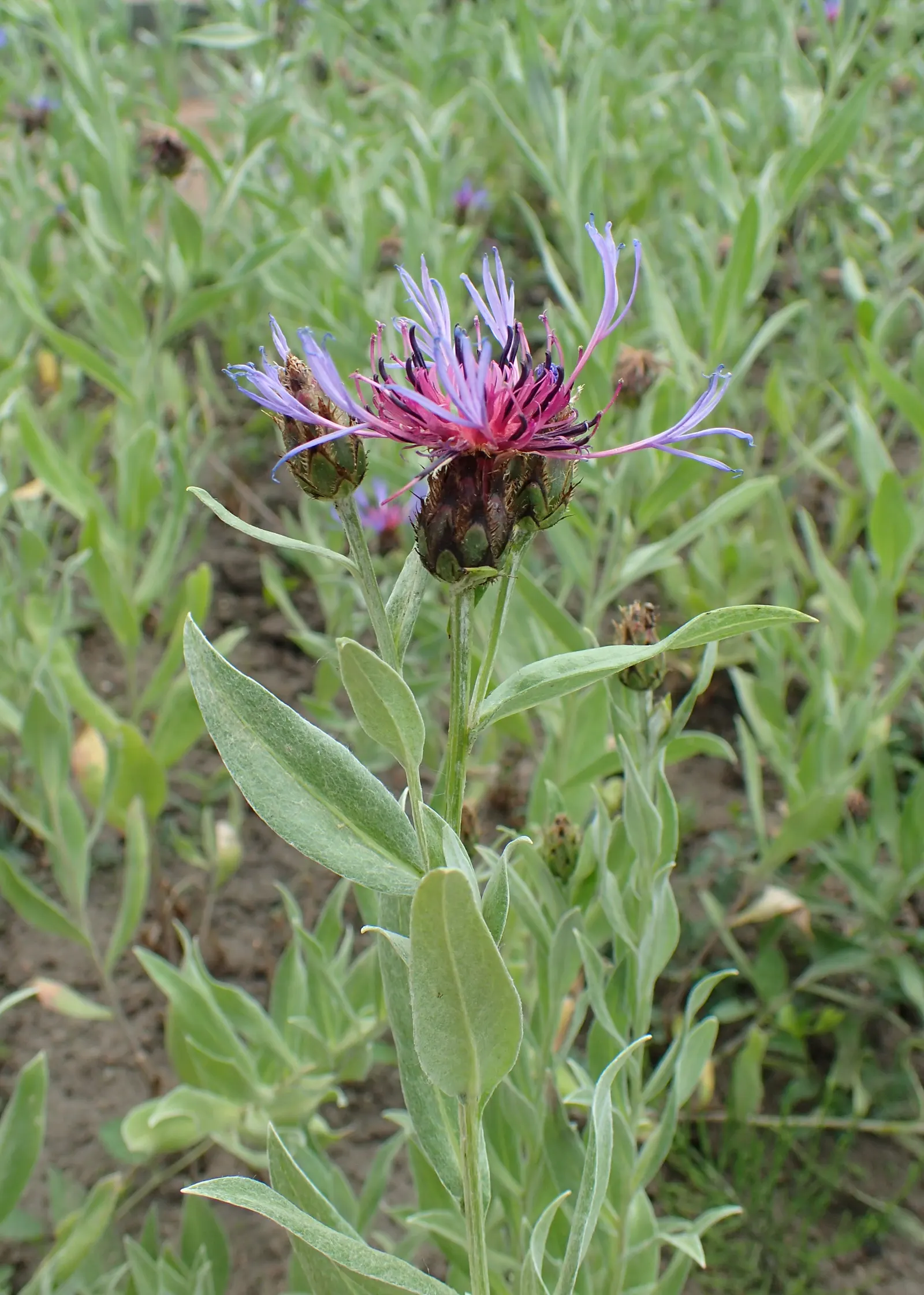 Mountain Bluet (Centaurea Montana) — Prized for its vivid blue flowers; known for its unique flower heads, image 92