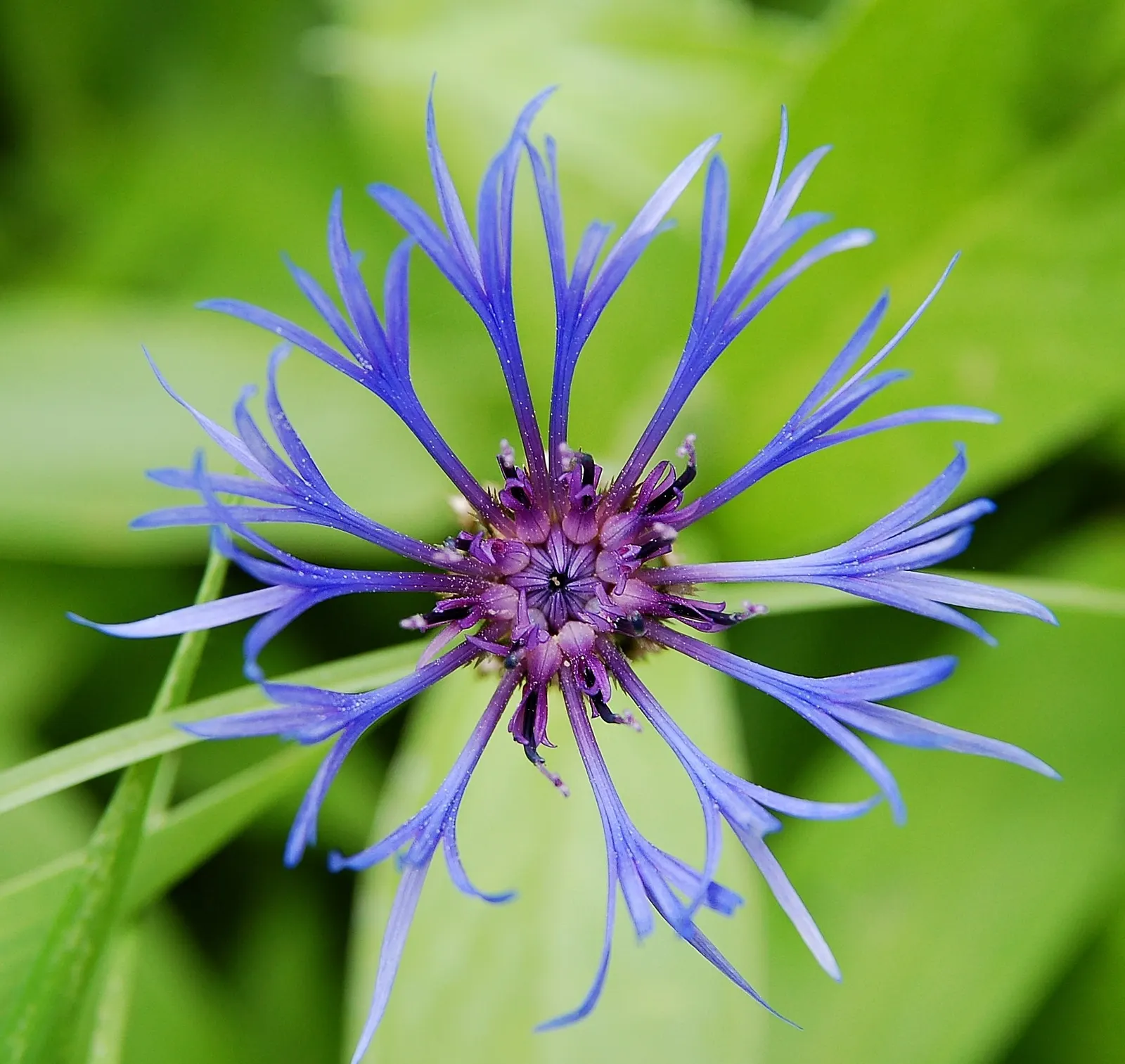 Mountain Bluet (Centaurea Montana) — perennial for full; plan for sufficient spacing of approximately 1.5 to 2 feet apart to permit adequate, image 120