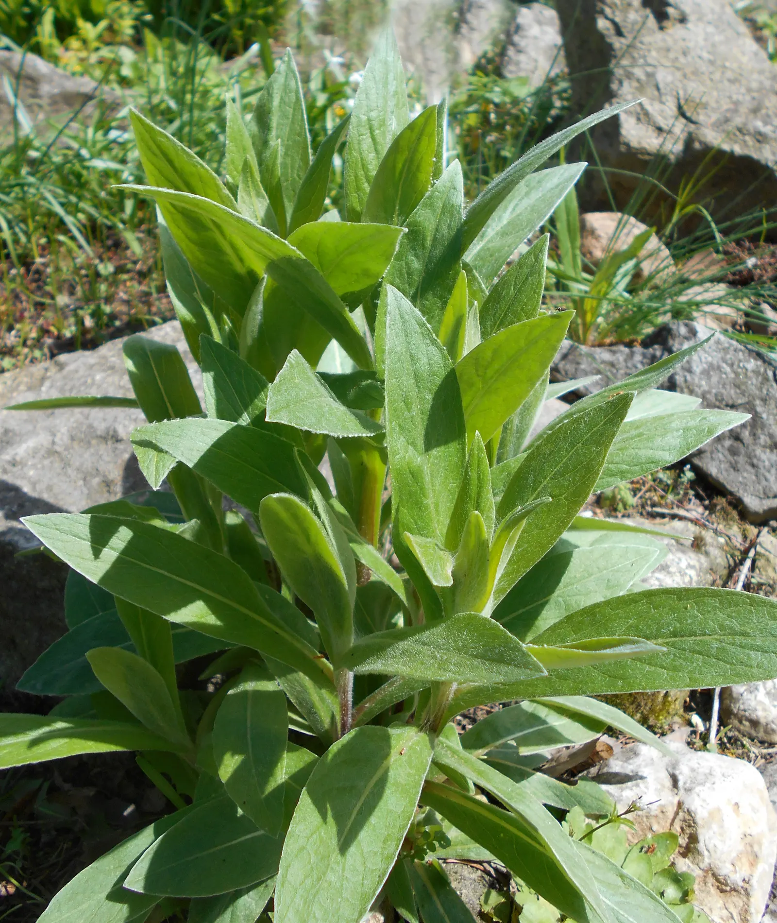 Mountain Bluet (Centaurea Montana) — plan for sufficient spacing of approximately 1.5 to 2 feet apart to permit adequate airflow and growth