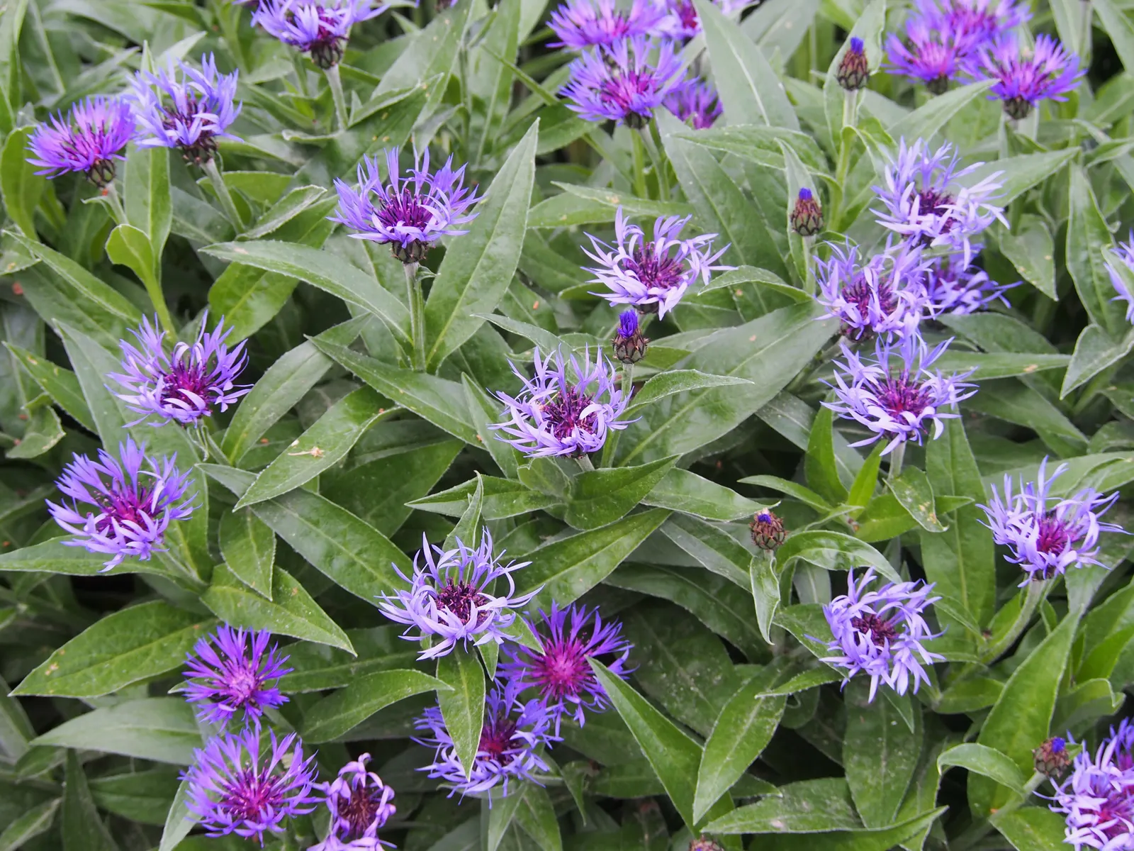 Mountain Bluet (Centaurea Montana) — it bears strikingly vivid periwinkle-blue petals; with a preference for well-draining soil; however, image 72
