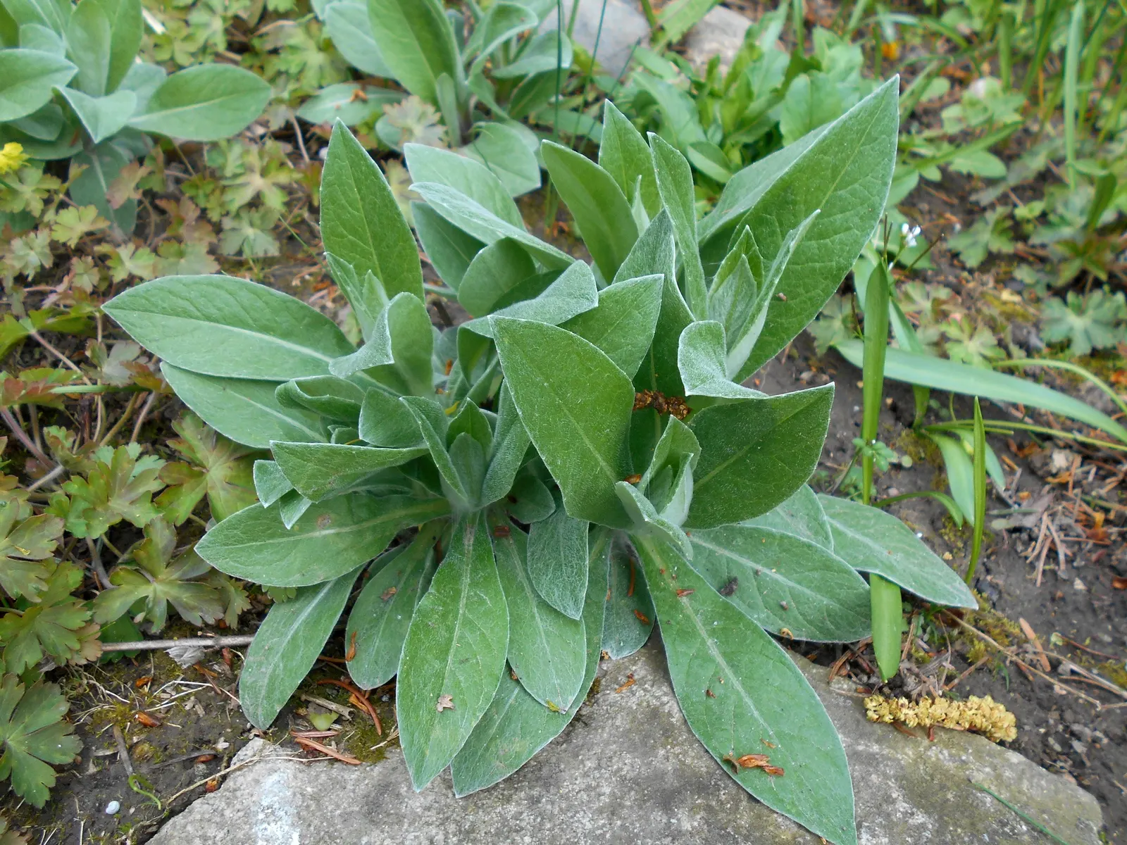 Mountain Bluet (Centaurea Montana) — it blooms from late spring to early summer