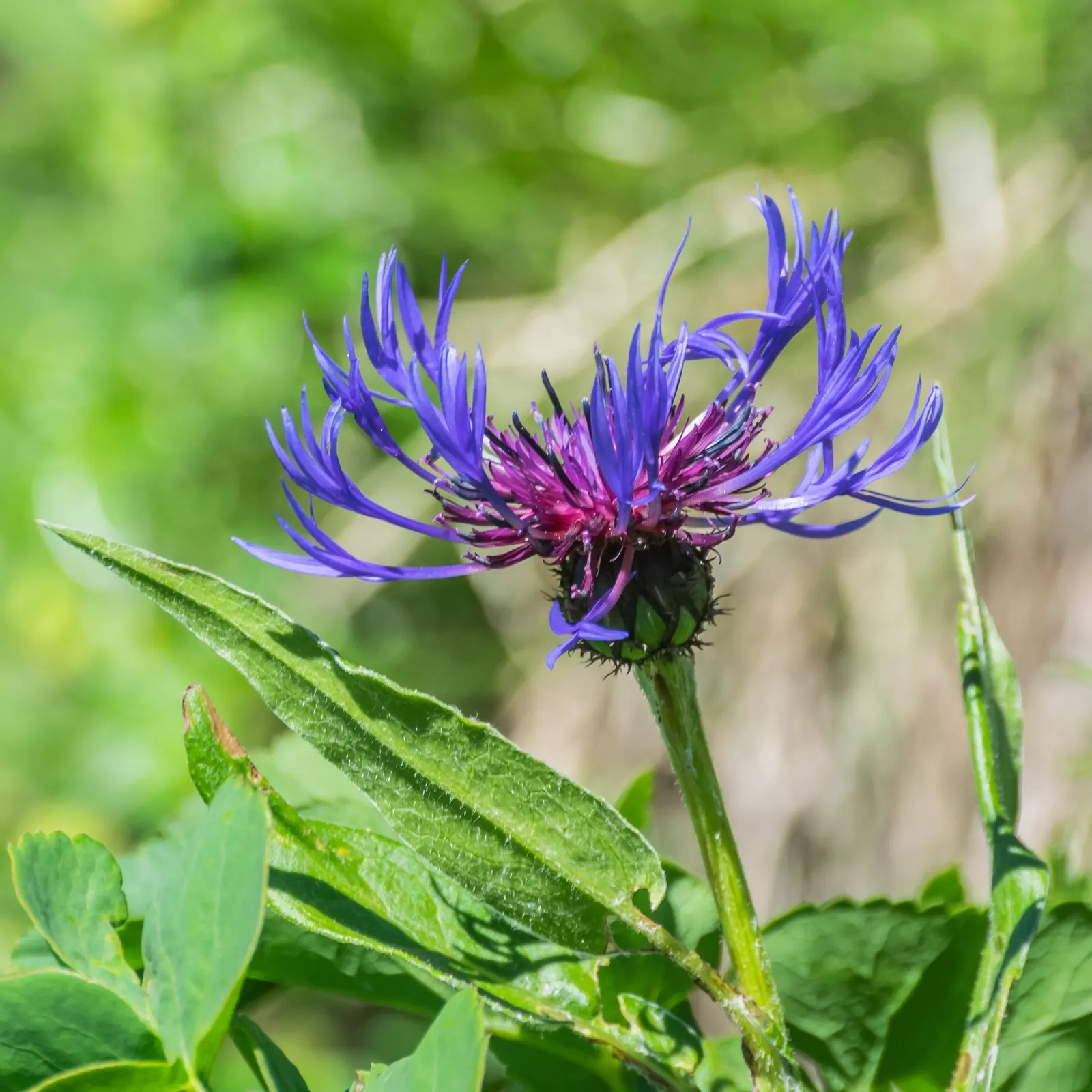 Mountain Bluet (Centaurea Montana) — preferring full sun to partial shade and well-drained soil; mountain Bluets reach a modest height of about 1, image 127