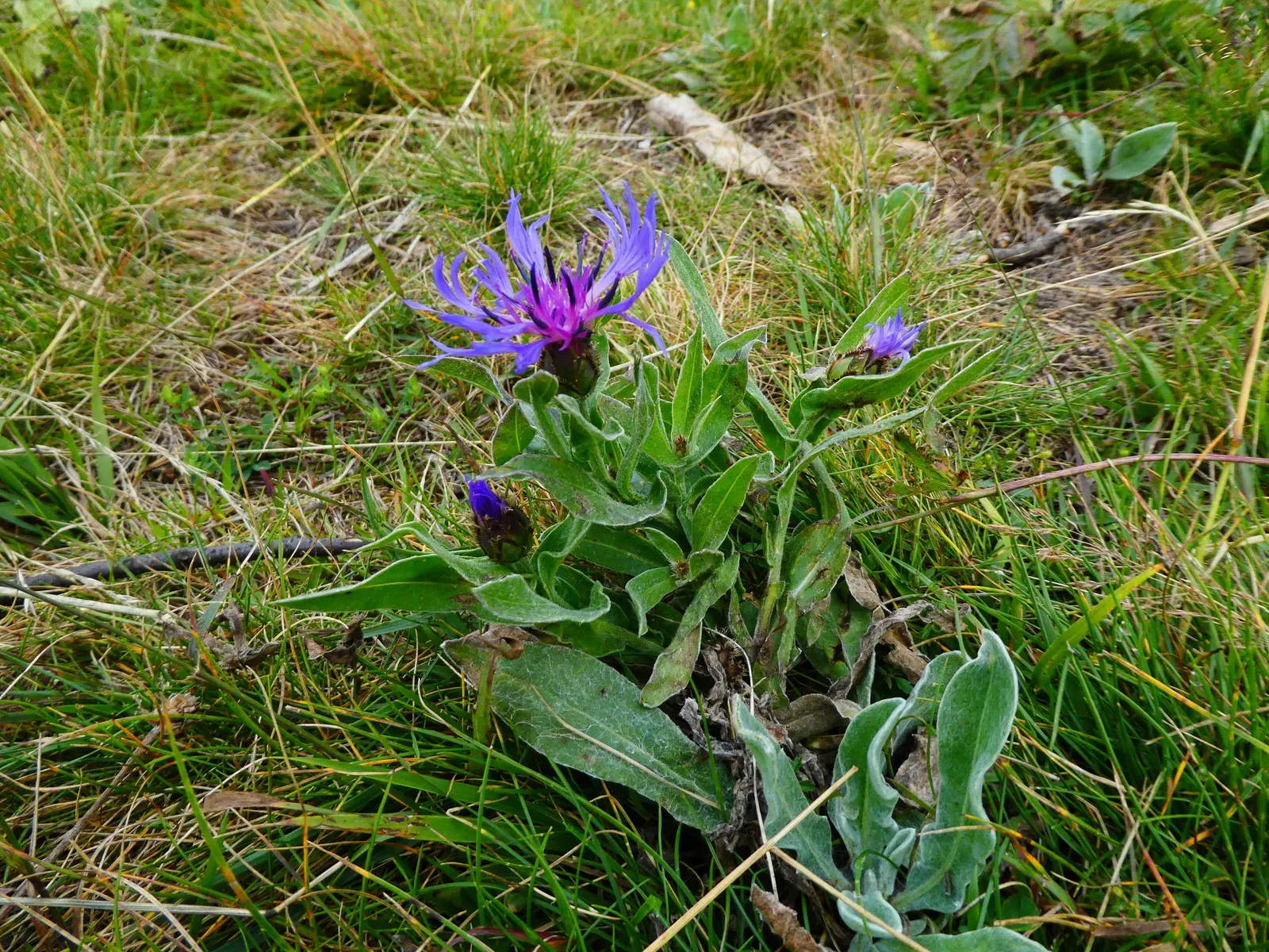 Mountain Bluet (Centaurea Montana) — presents as a stunning perennial; perennial for full