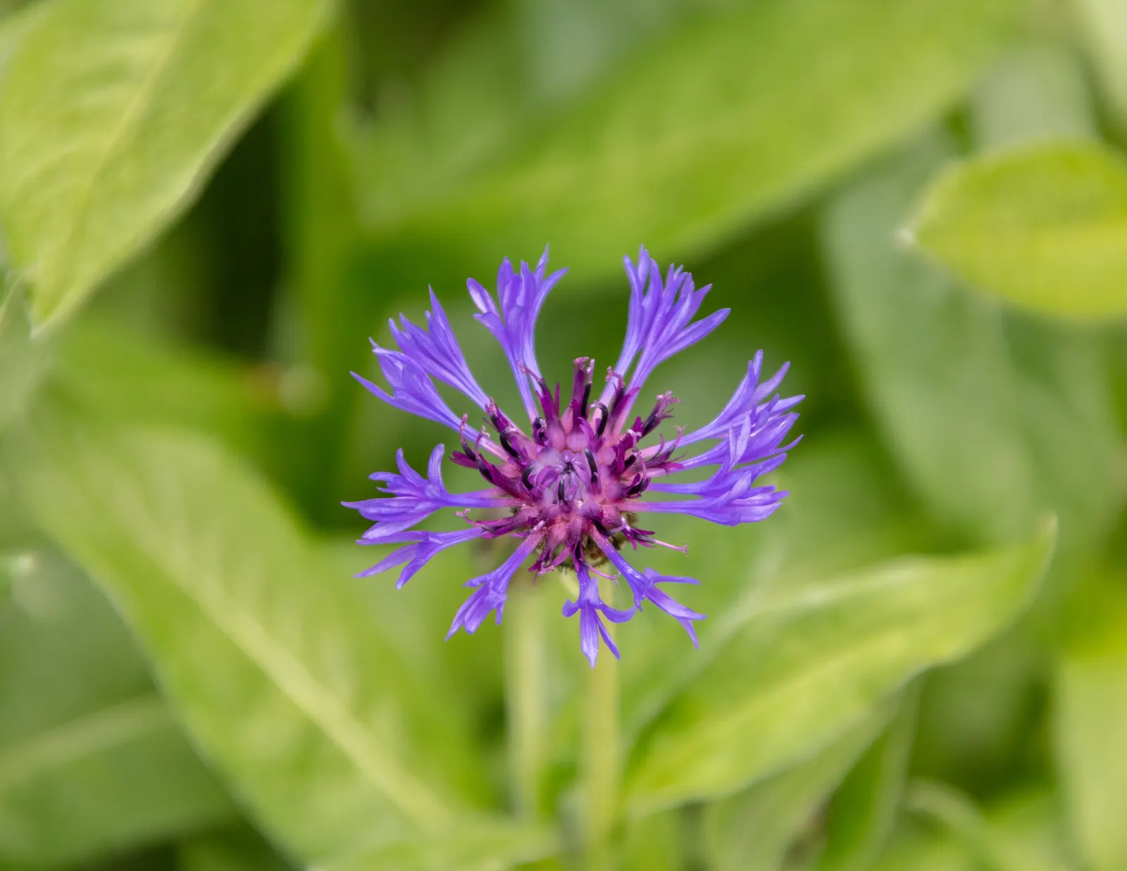 Mountain Bluet (Centaurea Montana) — flourishing best in USDA hardiness zones 3 through 8; due to its moderate mature size