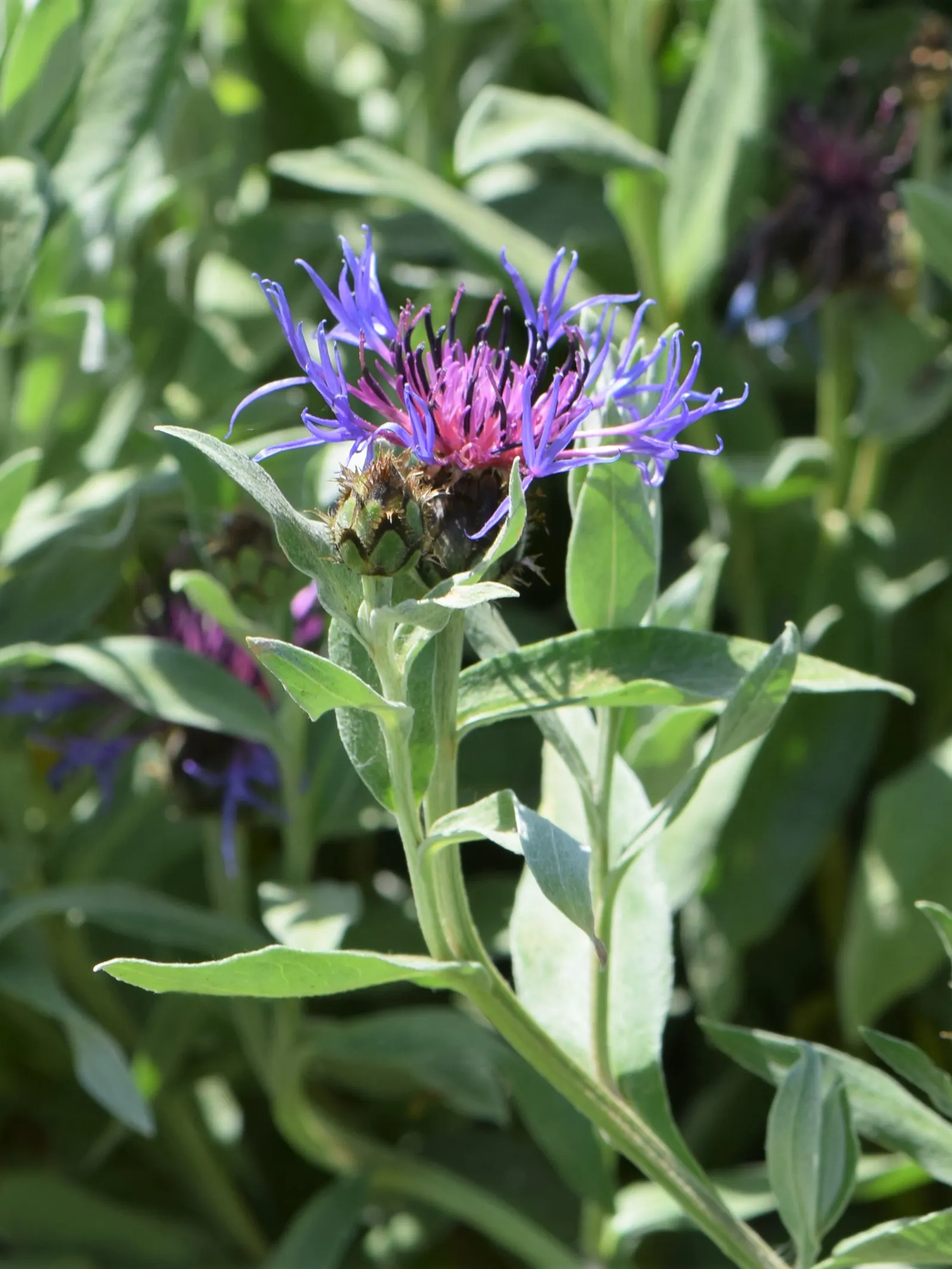 Mountain Bluet (Centaurea Montana) — Known for its unique flower heads; the foliage itself is lance-shaped, image 101