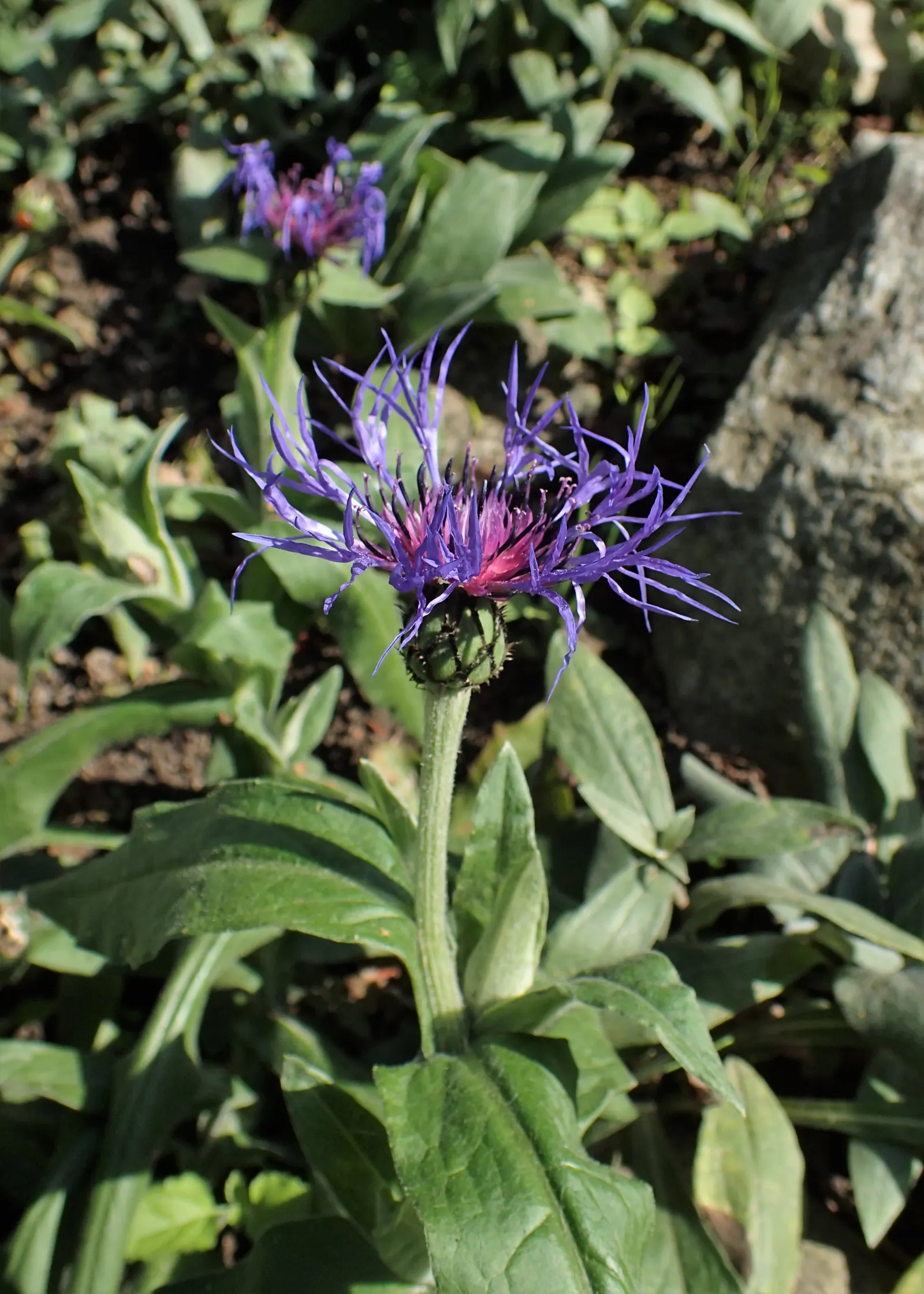 Mountain Bluet (Centaurea Montana) — prized for infusing a touch of wildflower charm to cultivated gardens; preferring full sun to partial shade and, image 130
