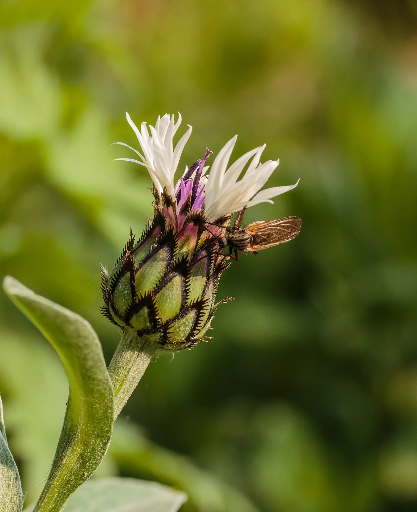 Mountain Bluet (Centaurea Montana) — plan for sufficient spacing of approximately 1.5 to 2 feet apart to permit adequate airflow and growth; this, image 87