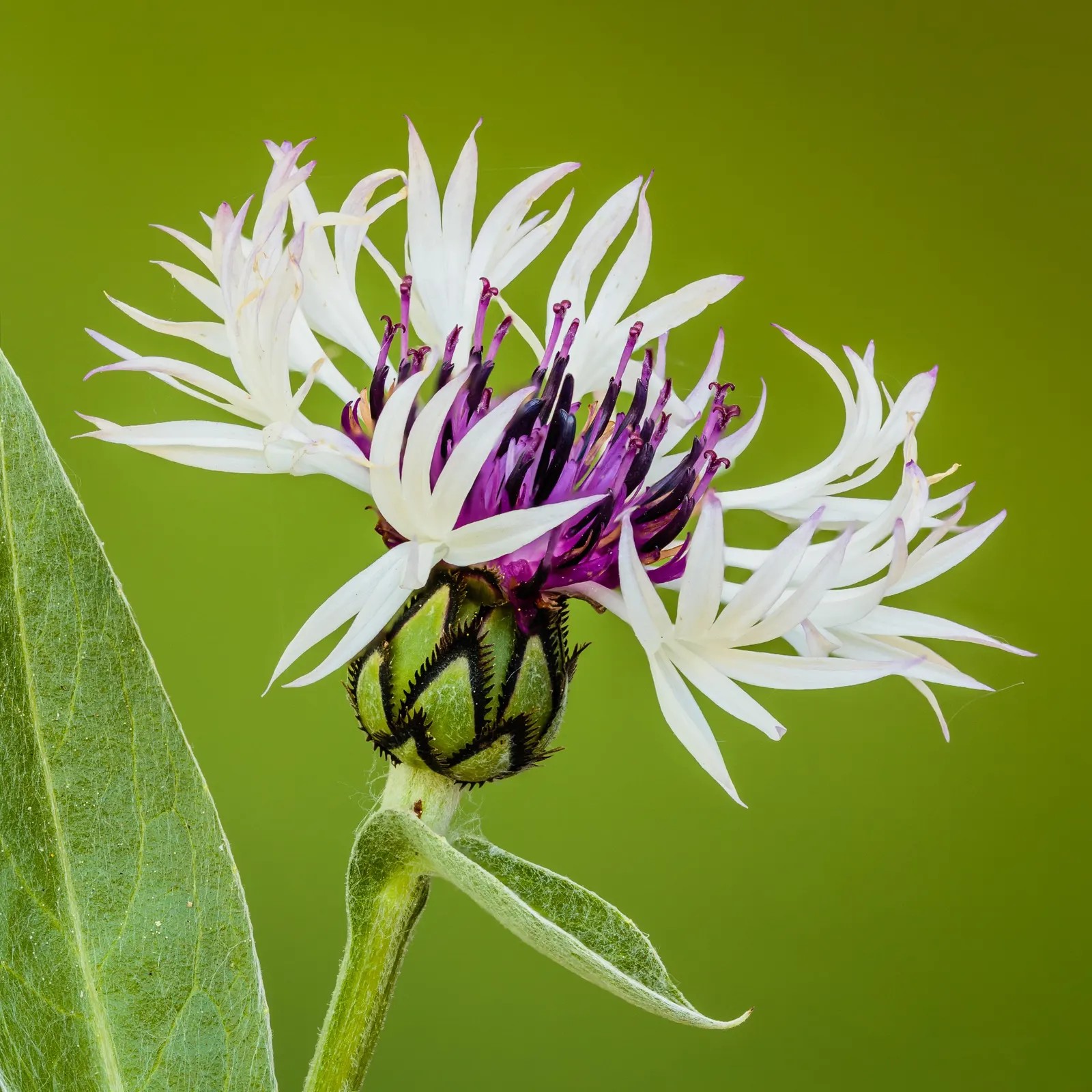 Mountain Bluet (Centaurea Montana) — this low-maintenance plant attracts pollinators