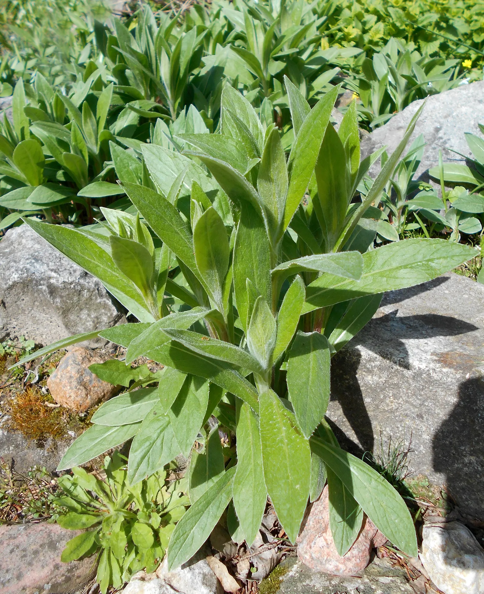Mountain Bluet (Centaurea Montana) — they are quite adaptable and can tolerate a certain degree of soil variability