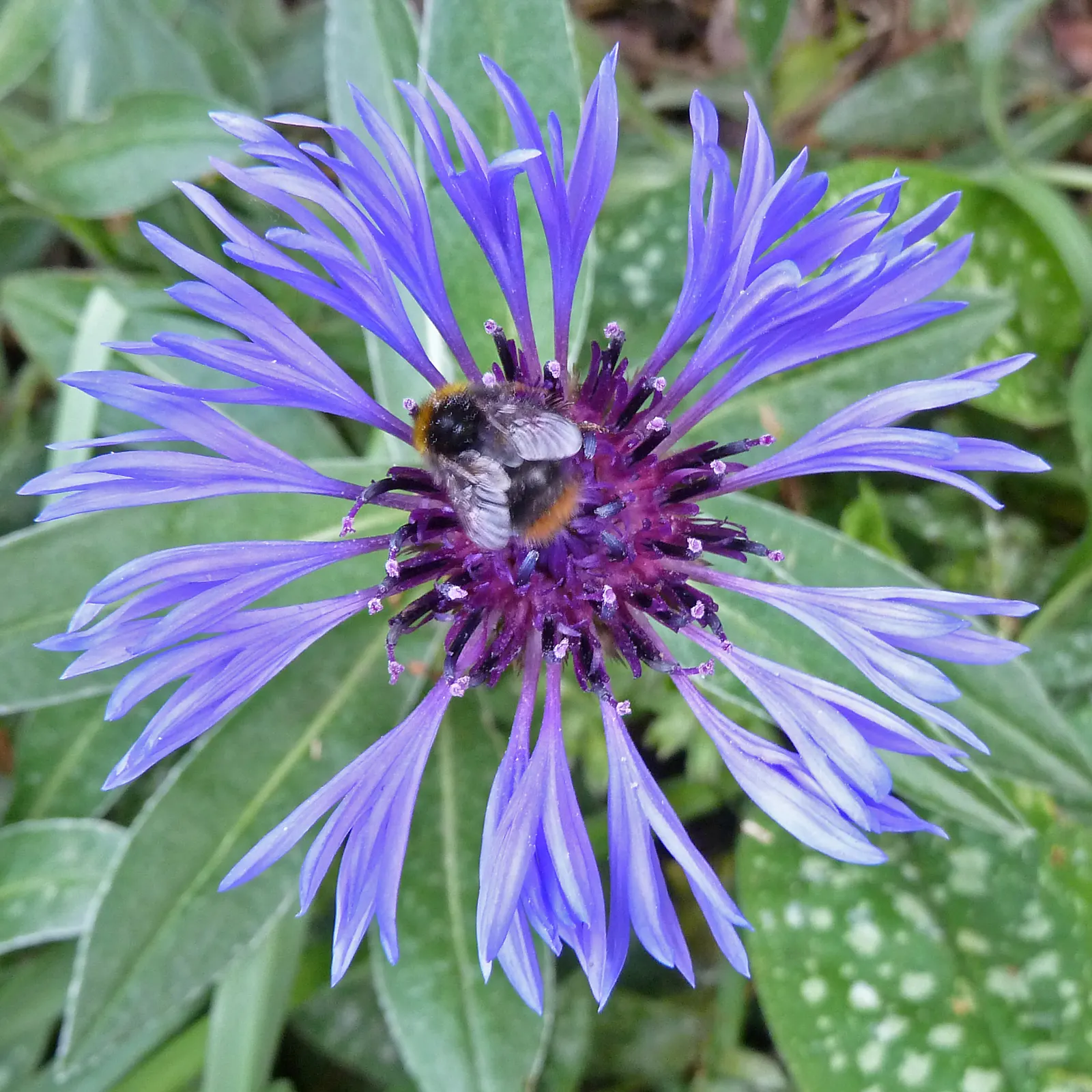 Mountain Bluet (Centaurea Montana) — blue flowers in the garden; often with a reddish-purple center that creates a beautiful contrast against its, image 88