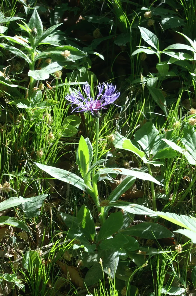 Mountain Bluet (Centaurea Montana) — prized for infusing a touch of wildflower charm to cultivated gardens