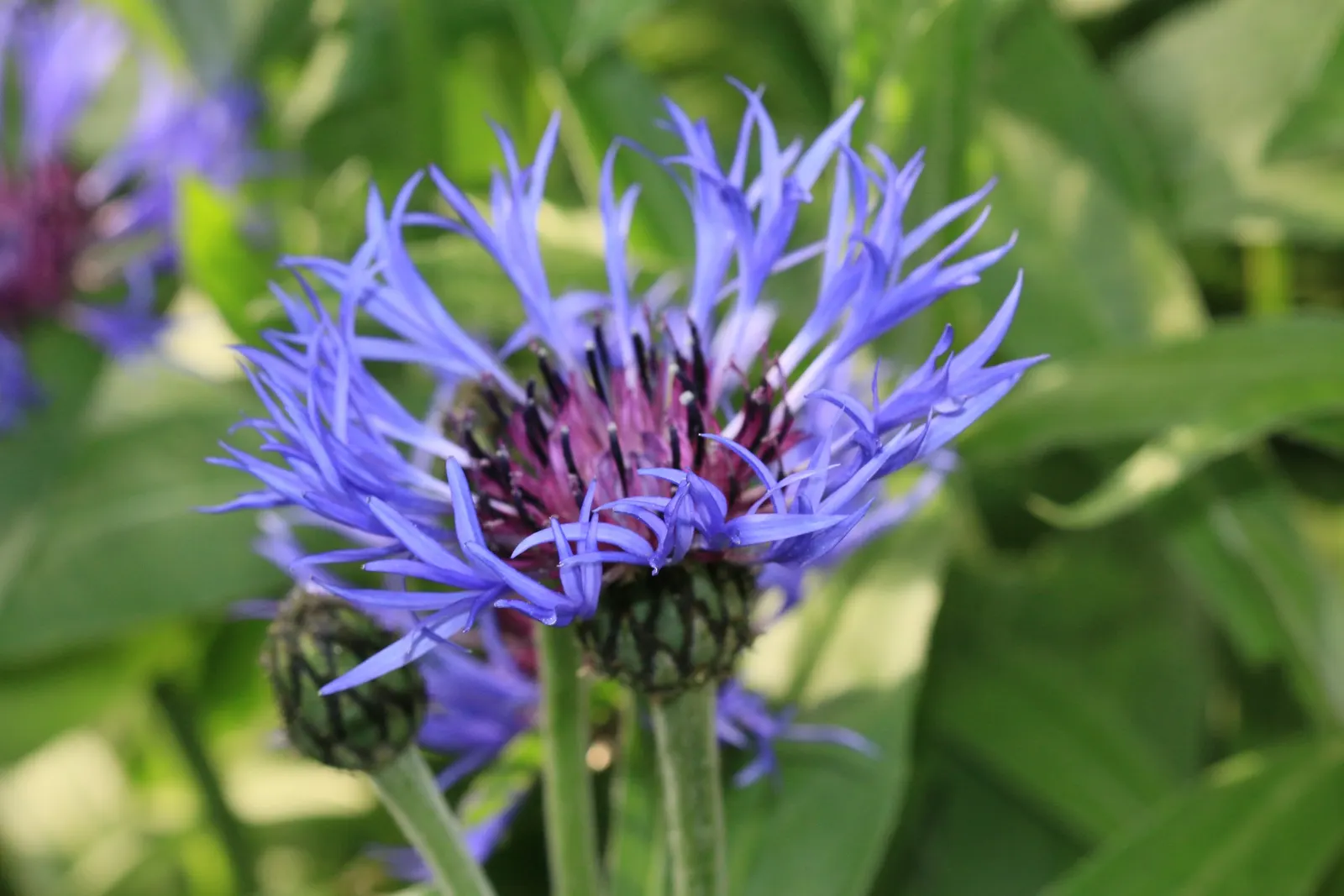Mountain Bluet (Centaurea Montana) — The foliage itself is lance-shaped; reaching a mature size of 12-18 inches tall and wide