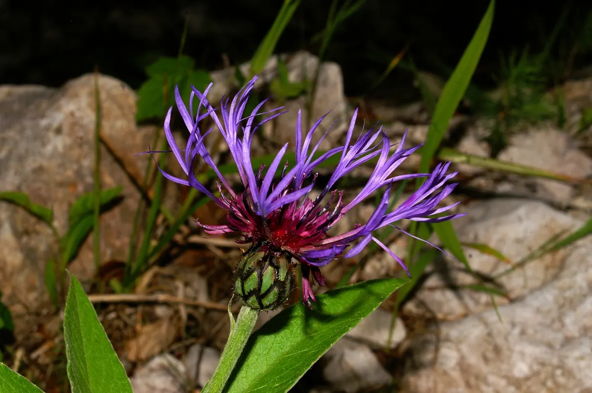 Mountain Bluet (Centaurea Montana) — Mountain Bluet (Centaurea montana) is a charming perennial, thriving in USDA zones 3-8; creating a striking, image 121