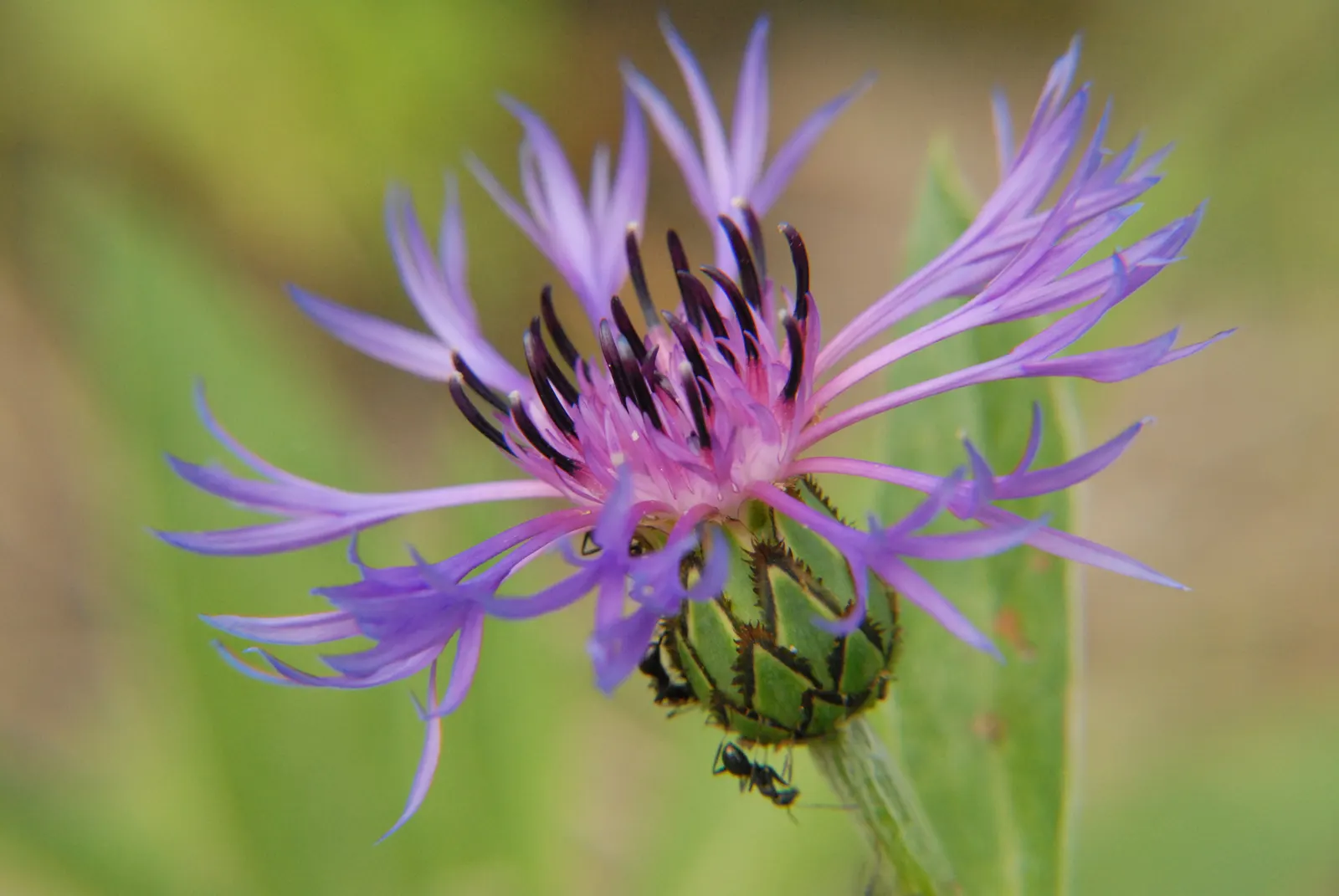 Mountain Bluet (Centaurea Montana) — or as part of a cottage garden palette; prized for infusing a touch of wildflower charm to cultivated gardens, image 79