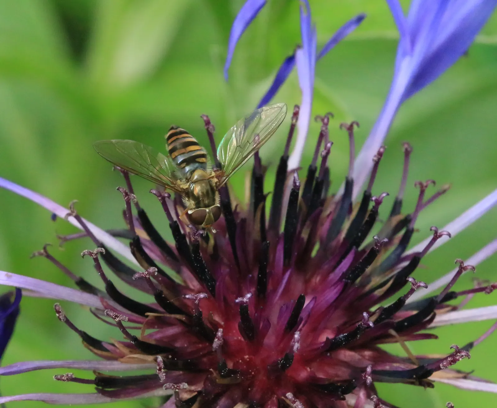 Mountain Bluet (Centaurea Montana) — Centaurea montana requires full sun to partial shade