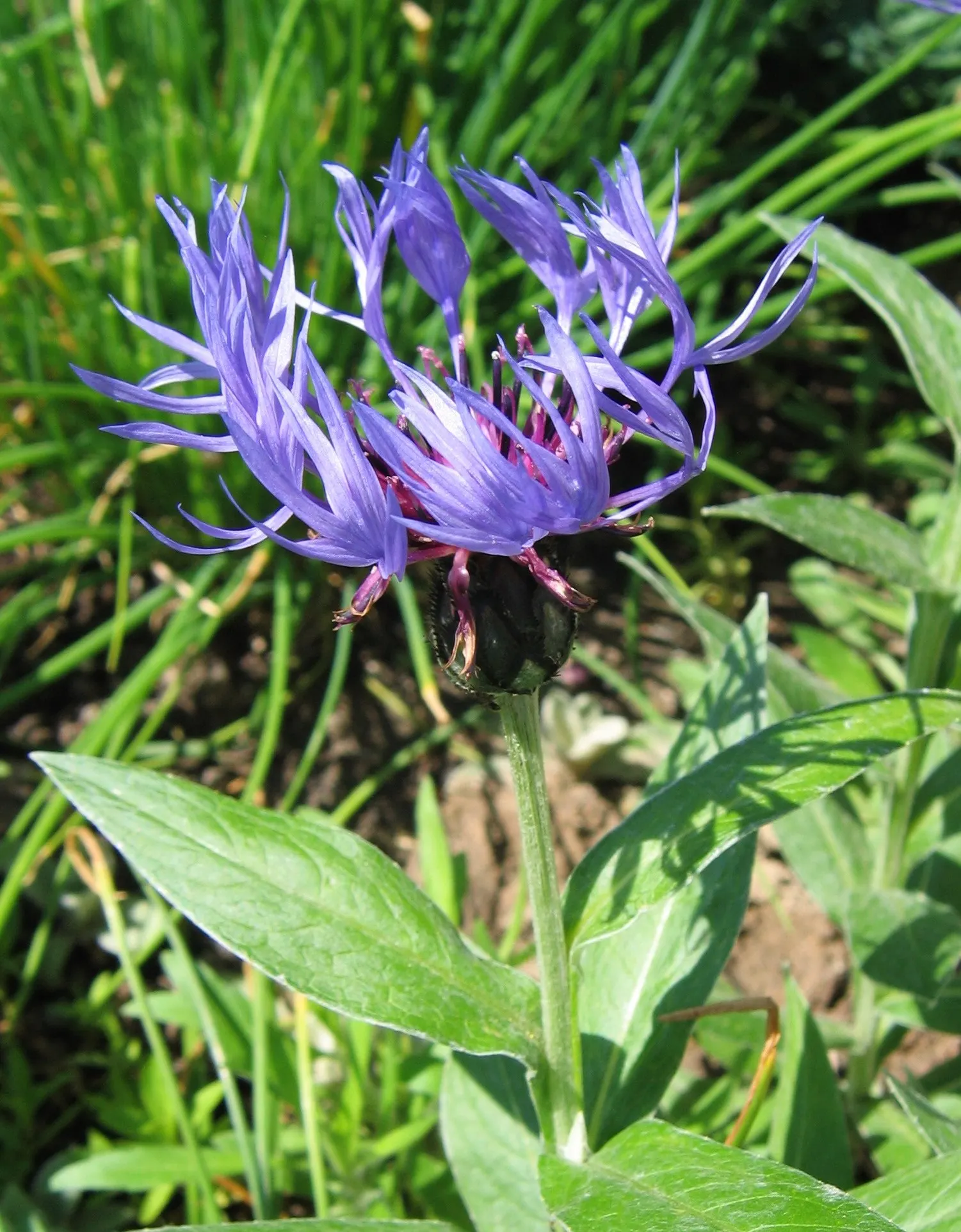 Mountain Bluet (Centaurea Montana) — with a preference for well-draining soil; however; consider its bloom period which extends from late spring to, image 111