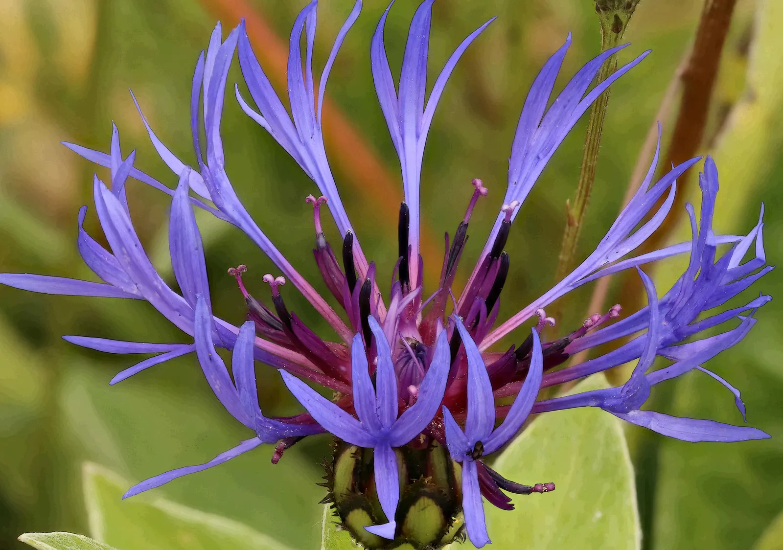 Mountain Bluet (Centaurea Montana) — plan for sufficient spacing of approximately 1.5 to 2 feet apart to permit adequate airflow and growth; this, image 117