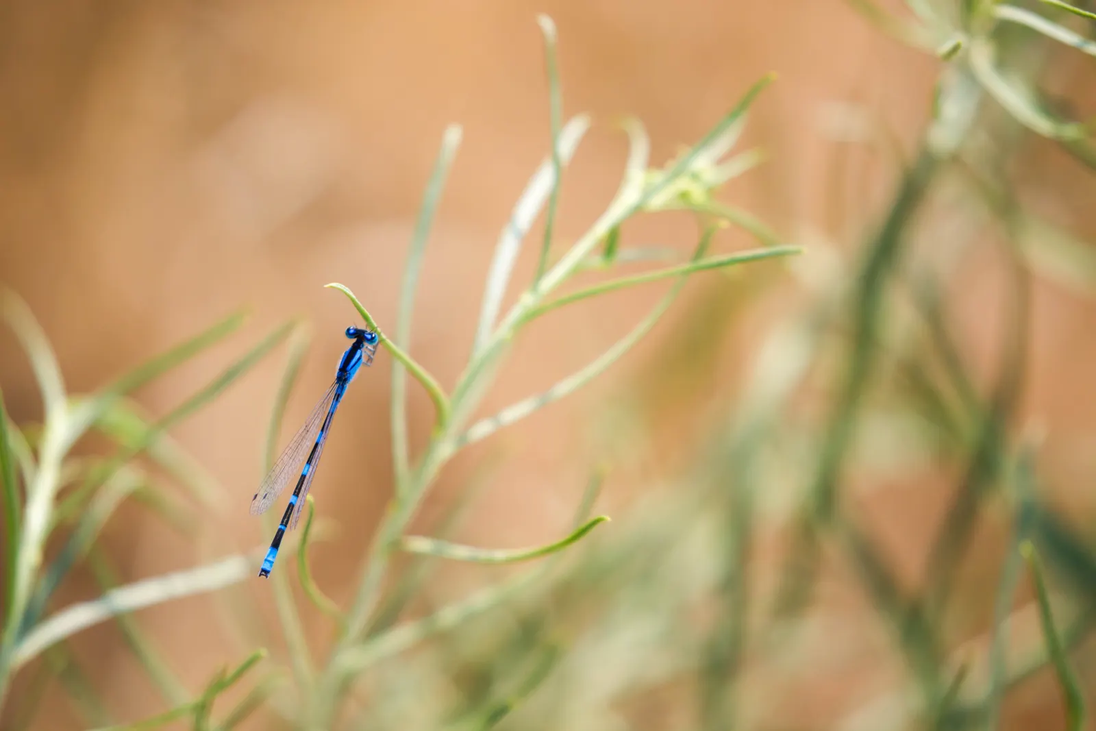 Mountain Bluet (Centaurea Montana) — contributing a textured backdrop throughout the growing season.<br><br>Typically