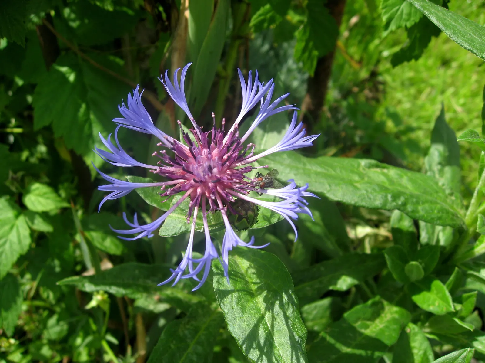 Mountain Bluet (Centaurea Montana) — often with a reddish-purple center that creates a beautiful contrast against its silvery-green foliage; blue flowers in
