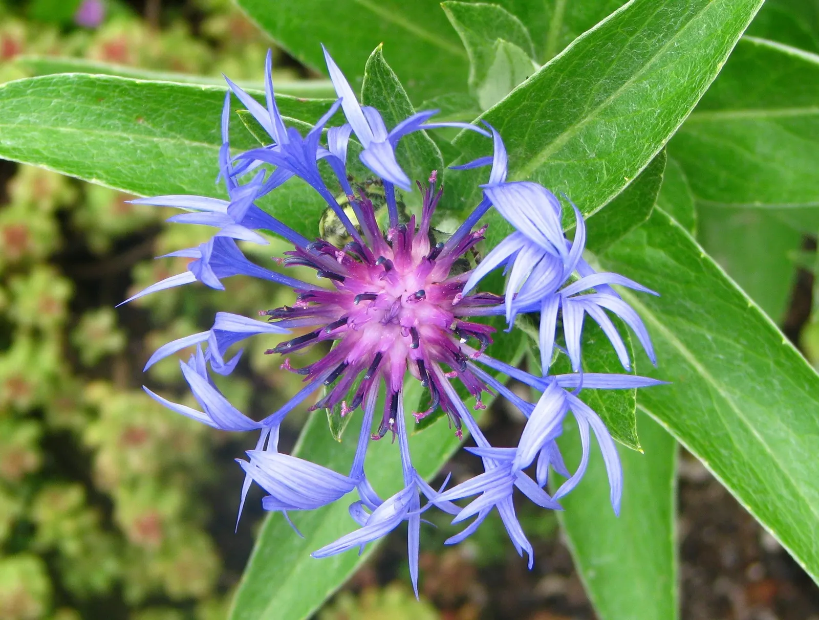Mountain Bluet (Centaurea Montana) — Ideal for borders and cottage gardens; but with potentially reduced vigor.<br><br>When incorporating Mountain Bluet into