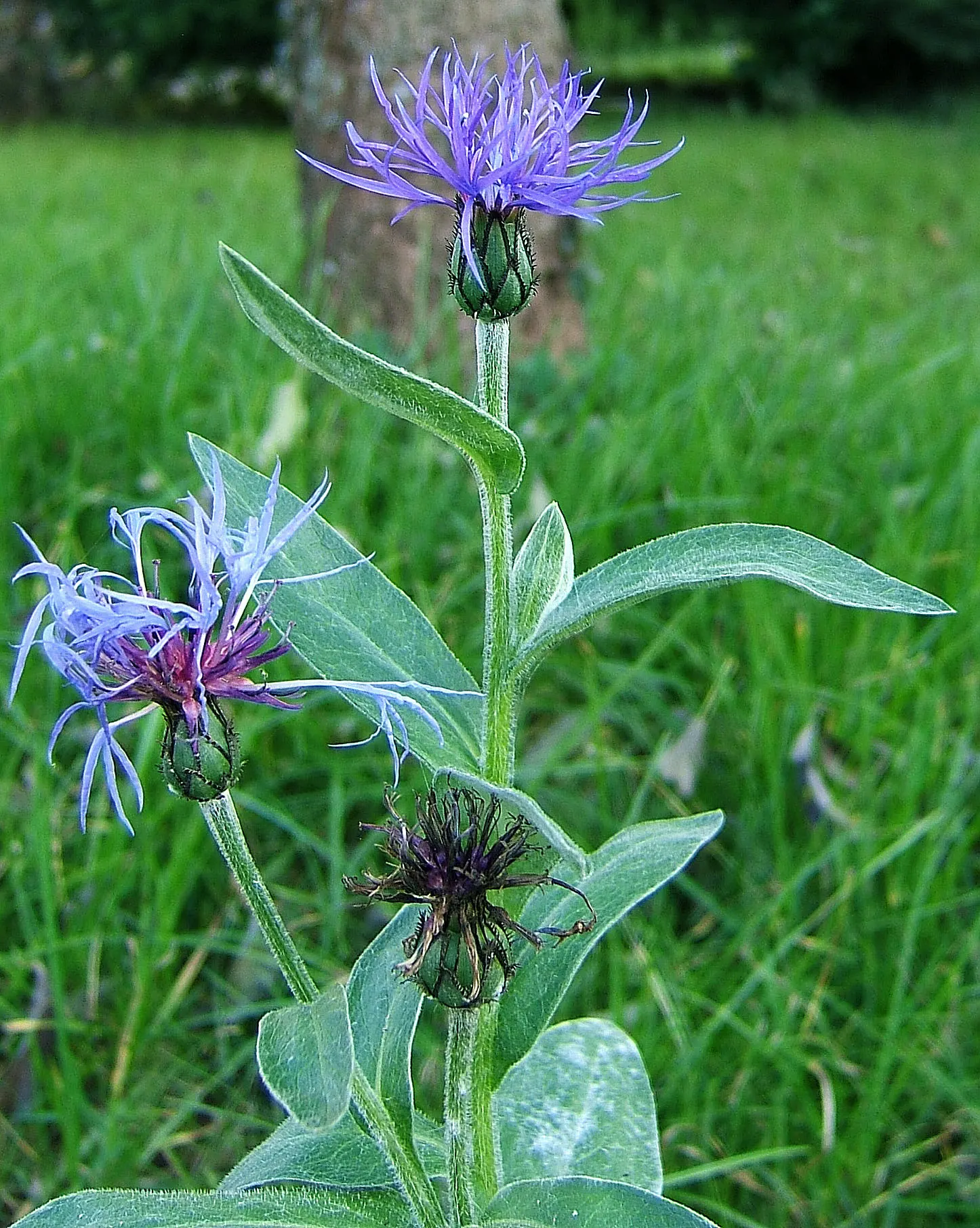 Mountain Bluet (Centaurea Montana) — Centaurea montana requires full sun to partial shade; flourishing best in USDA hardiness zones 3 through 8