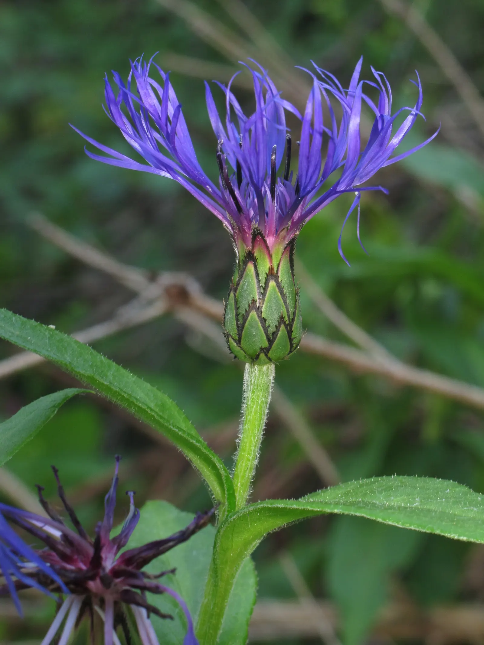 Mountain Bluet (Centaurea Montana) — presents as a stunning perennial; perennial for full, image 129