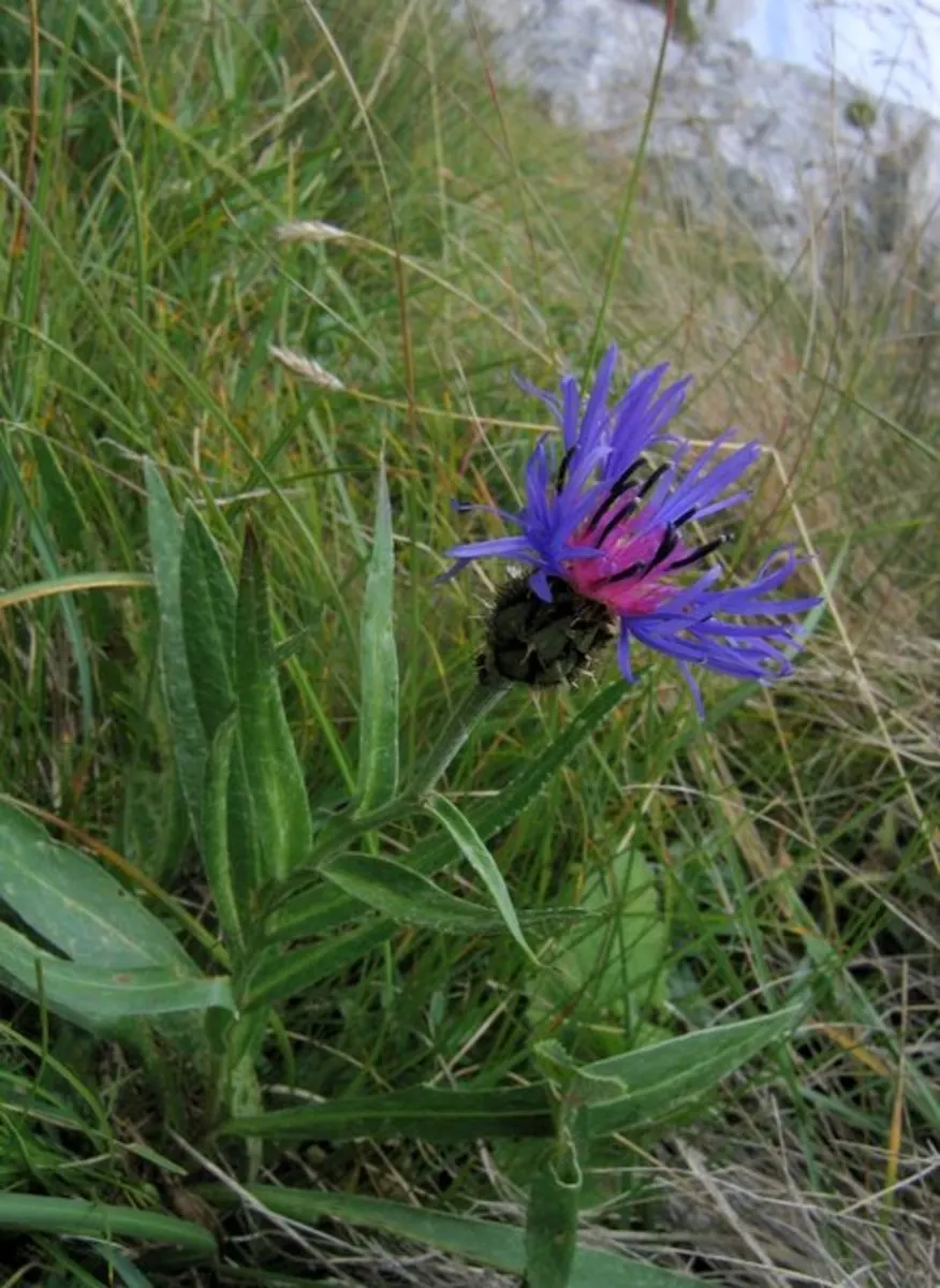 Mountain Bluet (Centaurea Montana) — with a preference for well-draining soil; however