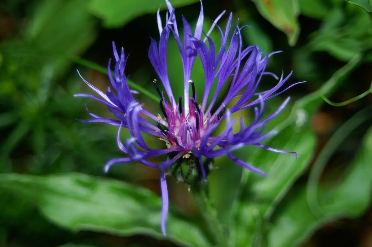 Mountain Bluet (Centaurea Montana) — or as part of a cottage garden palette; prized for infusing a touch of wildflower charm to cultivated gardens, image 109