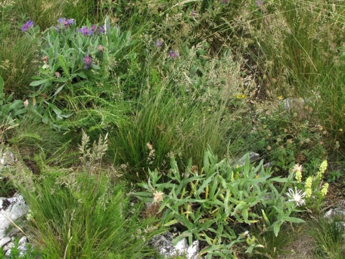 Mountain Bluet (Centaurea Montana) — Mountain Bluet (Centaurea montana) is a charming perennial, thriving in USDA zones 3-8; creating a striking, image 91