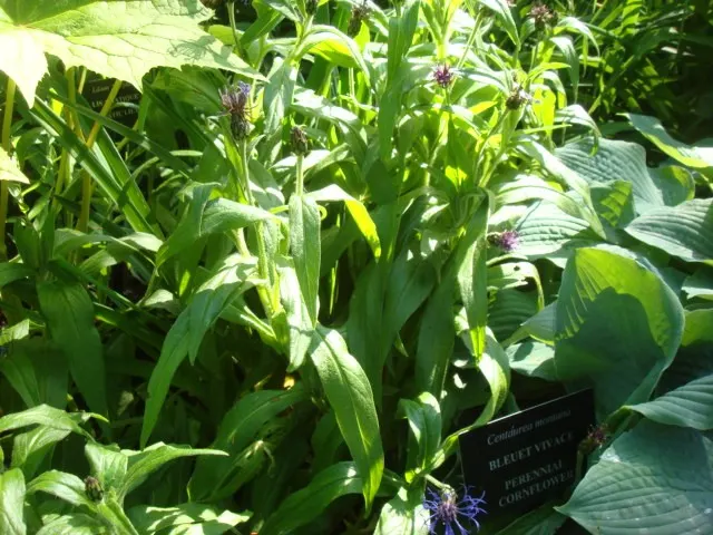 Mountain Bluet (Centaurea Montana) — with a preference for well-draining soil; however; consider its bloom period which extends from late spring to, image 81