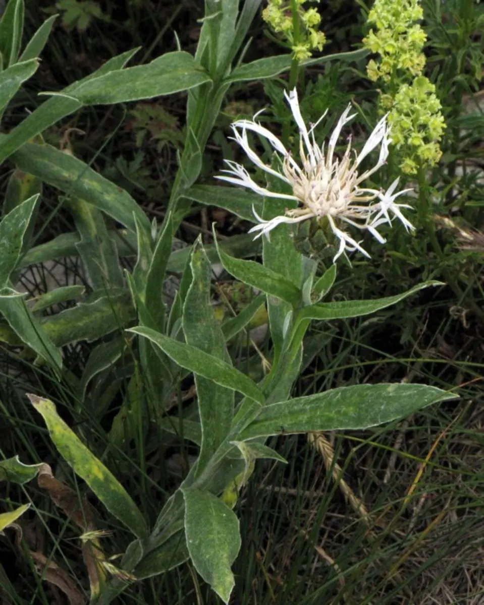 Mountain Bluet (Centaurea Montana) — but with potentially reduced vigor.<br><br>When incorporating Mountain Bluet into your landscape design; ideal for borders