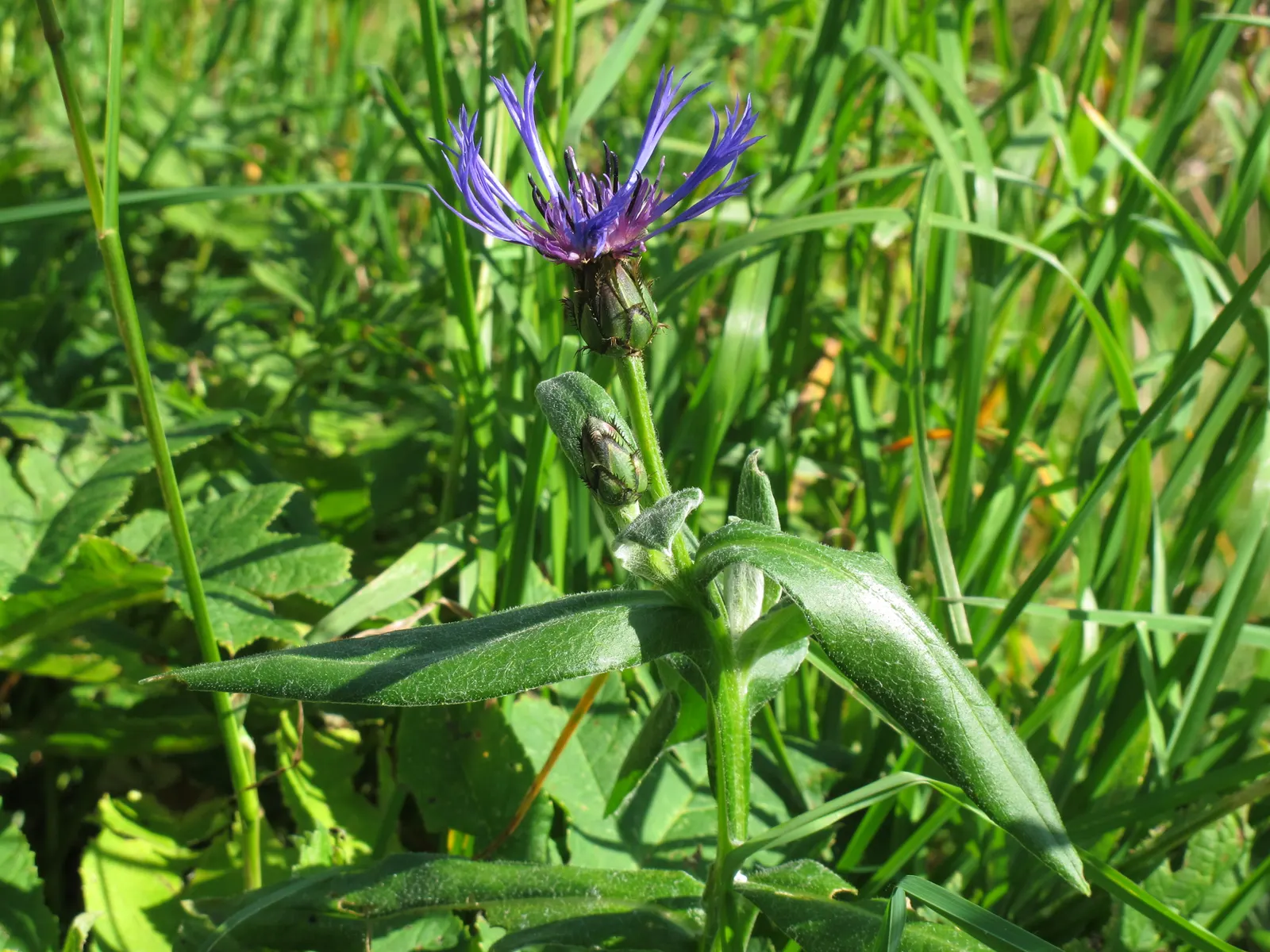 Mountain Bluet (Centaurea Montana) — it bears strikingly vivid periwinkle-blue petals; with a preference for well-draining soil; however, image 102