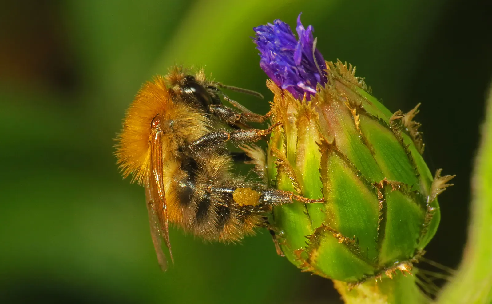 Mountain Bluet (Centaurea Montana) — Prized for its vivid blue flowers; known for its unique flower heads, image 62
