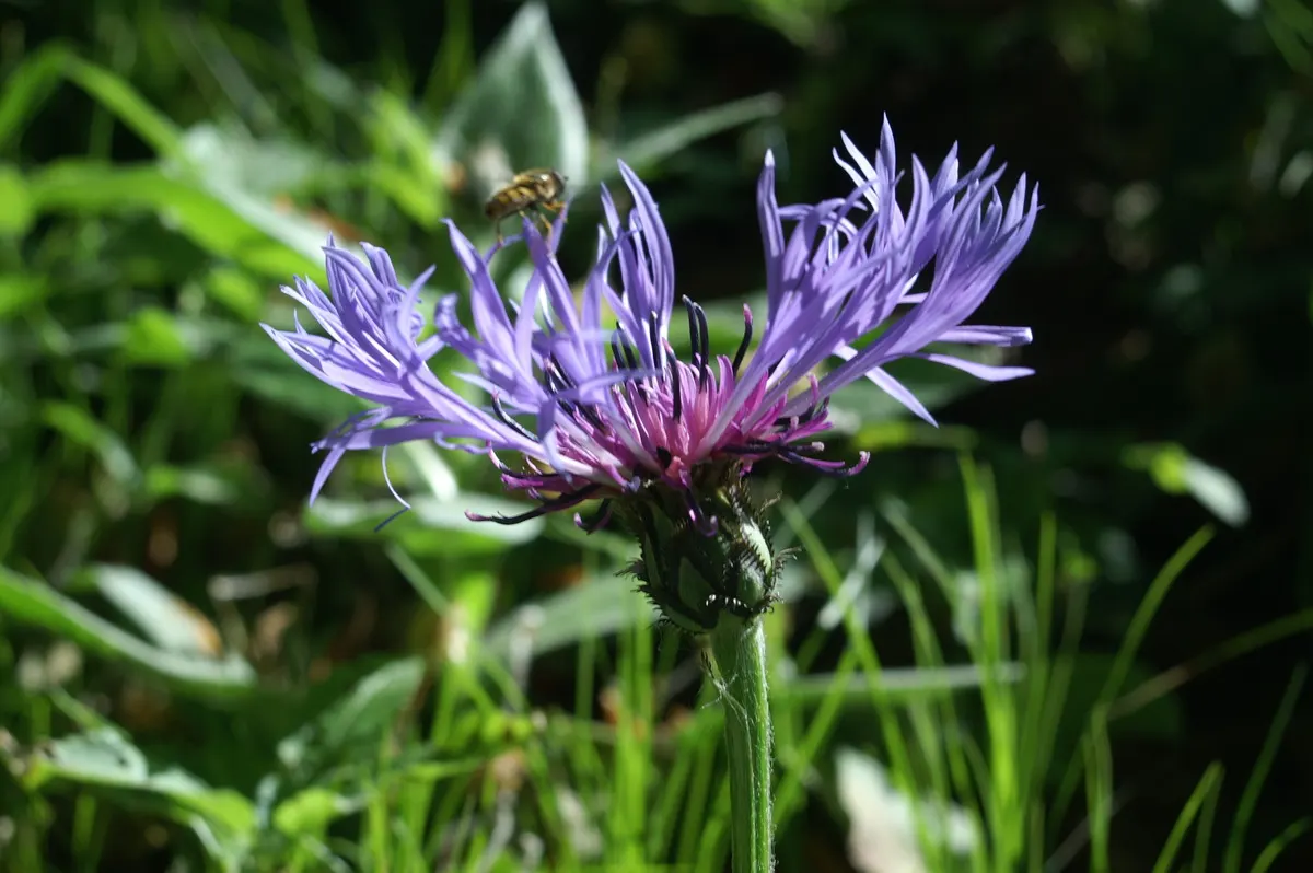 Mountain Bluet (Centaurea Montana) — this low-maintenance plant attracts pollinators; presents as a stunning perennial, image 126