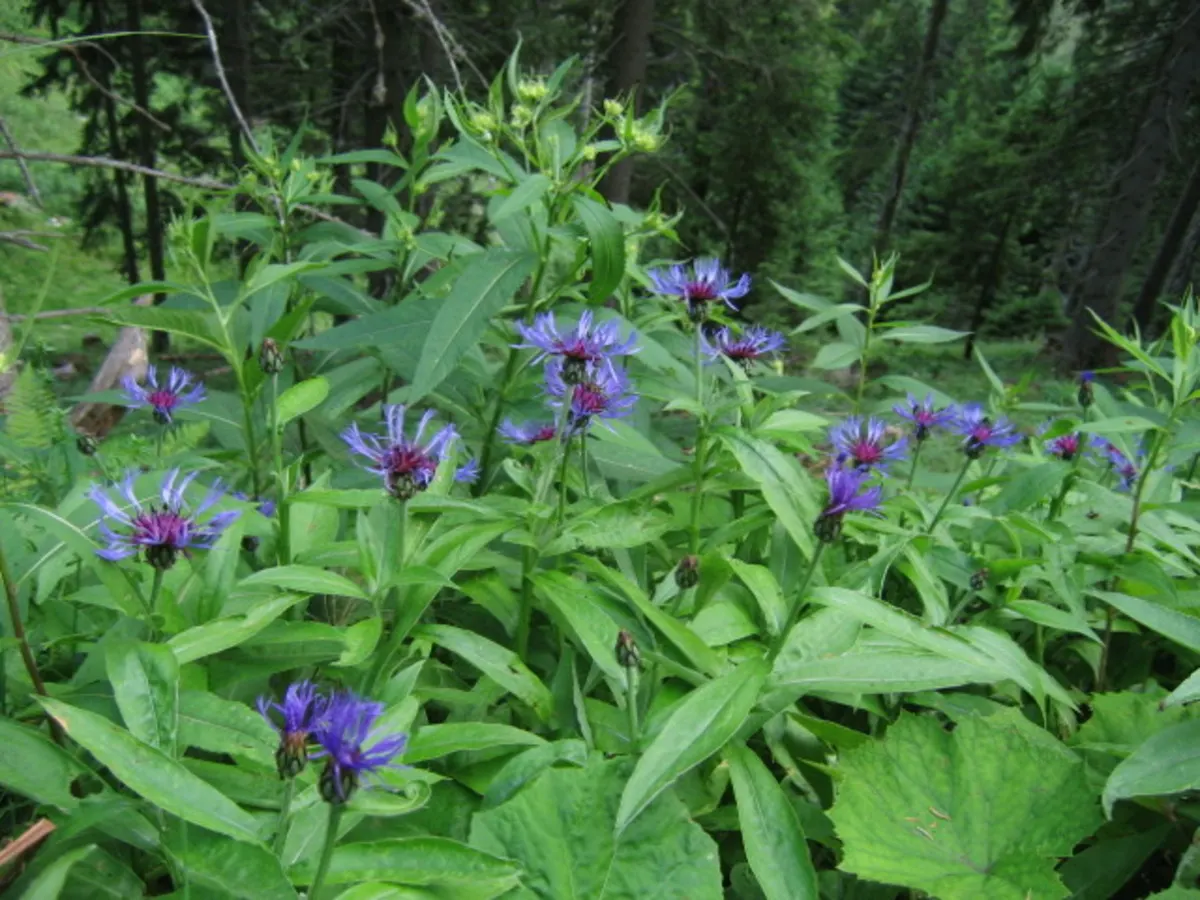 Mountain Bluet (Centaurea Montana) — with a preference for well-draining soil; however; consider its bloom period which extends from late spring to early summer