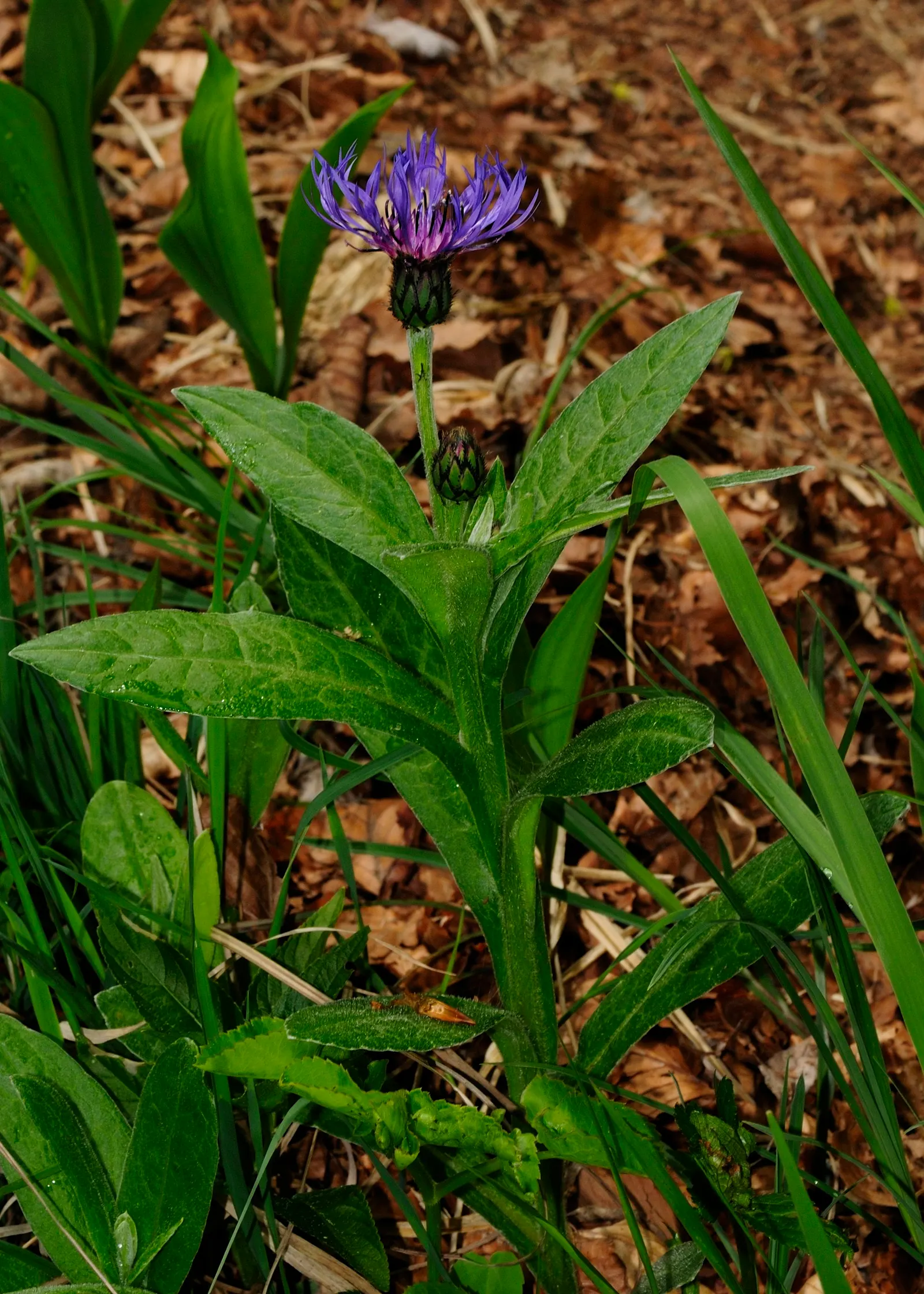 Mountain Bluet (Centaurea Montana) — it blooms from late spring to early summer; they display a clumping habit which makes them an excellent choice for borders