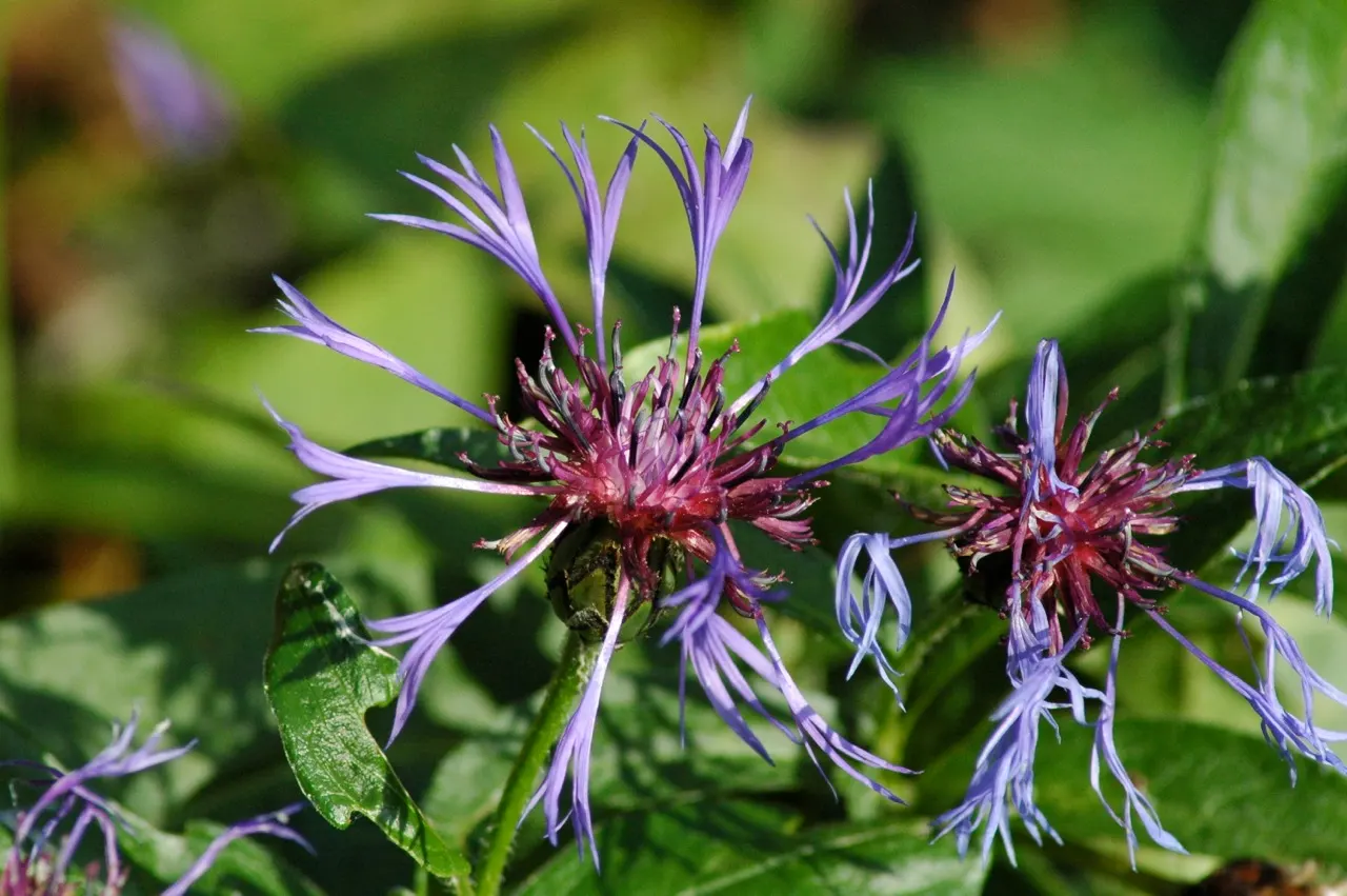 Mountain Bluet (Centaurea Montana) — Mountain Bluet (Centaurea montana) is a charming perennial, thriving in USDA zones 3-8