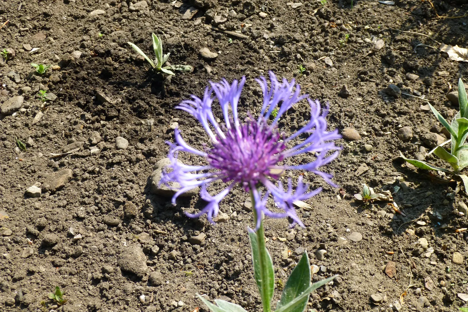 Mountain Bluet (Centaurea Montana) — prized for infusing a touch of wildflower charm to cultivated gardens; preferring full sun to partial shade and, image 70