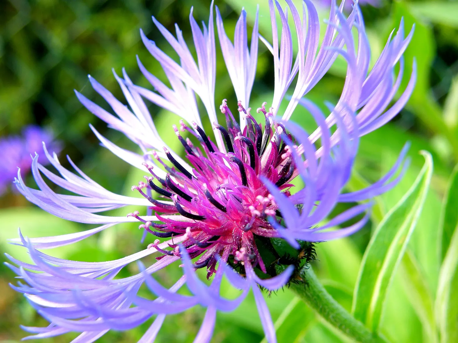 Mountain Bluet (Centaurea Montana) — Mountain Bluets reach a modest height of about 1 to 1.5 feet and spread out nearly as wide