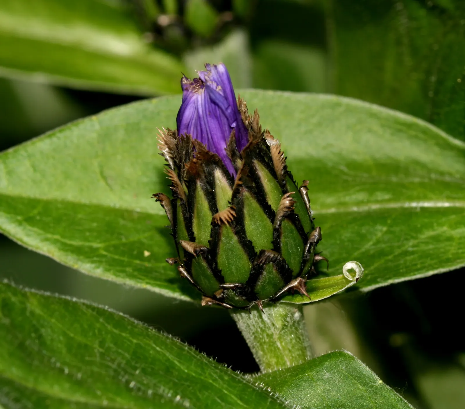 Mountain Bluet (Centaurea Montana) — flourishing best in USDA hardiness zones 3 through 8