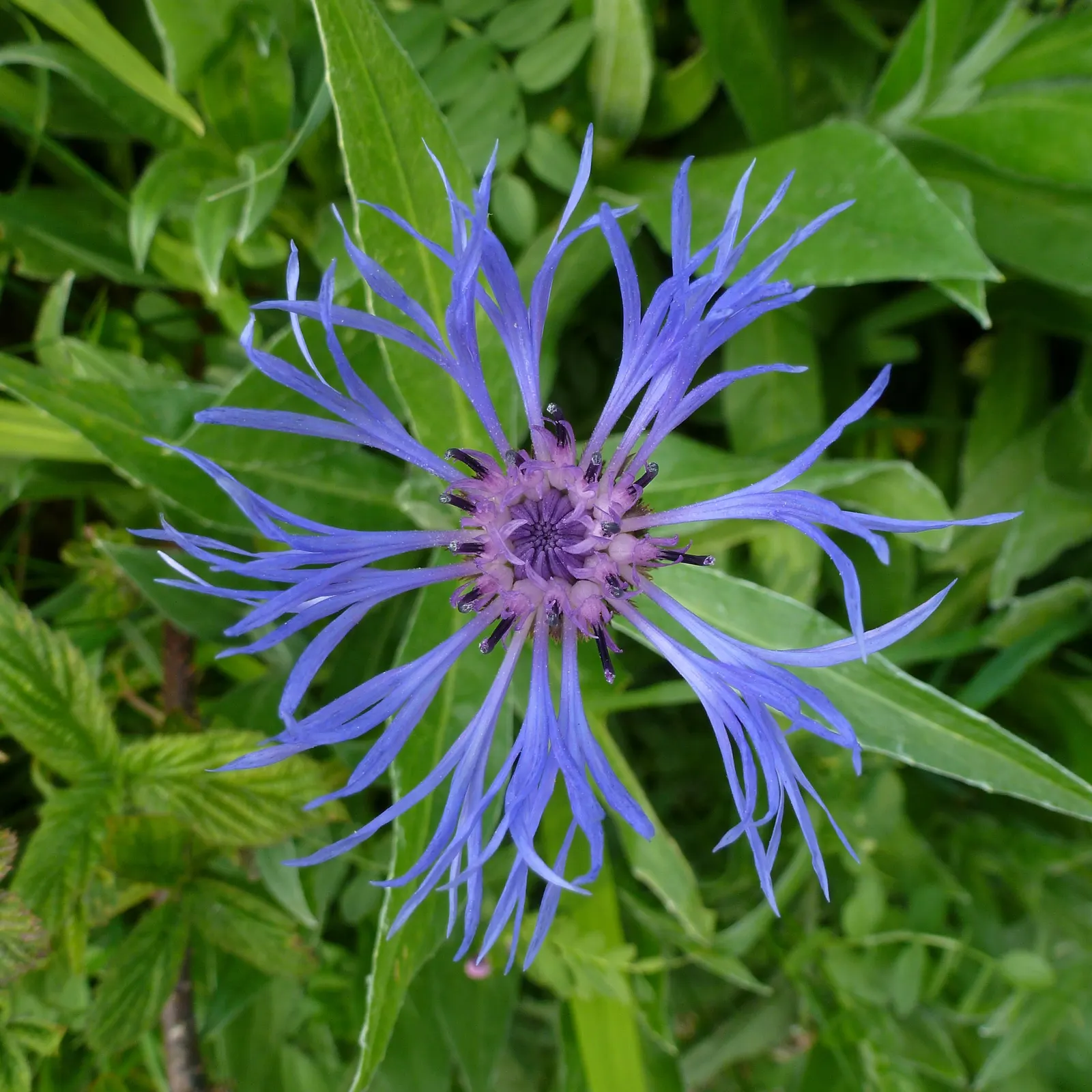 Mountain Bluet (Centaurea Montana) — they are quite adaptable and can tolerate a certain degree of soil variability; mountain Bluet (Centaurea montana) is a