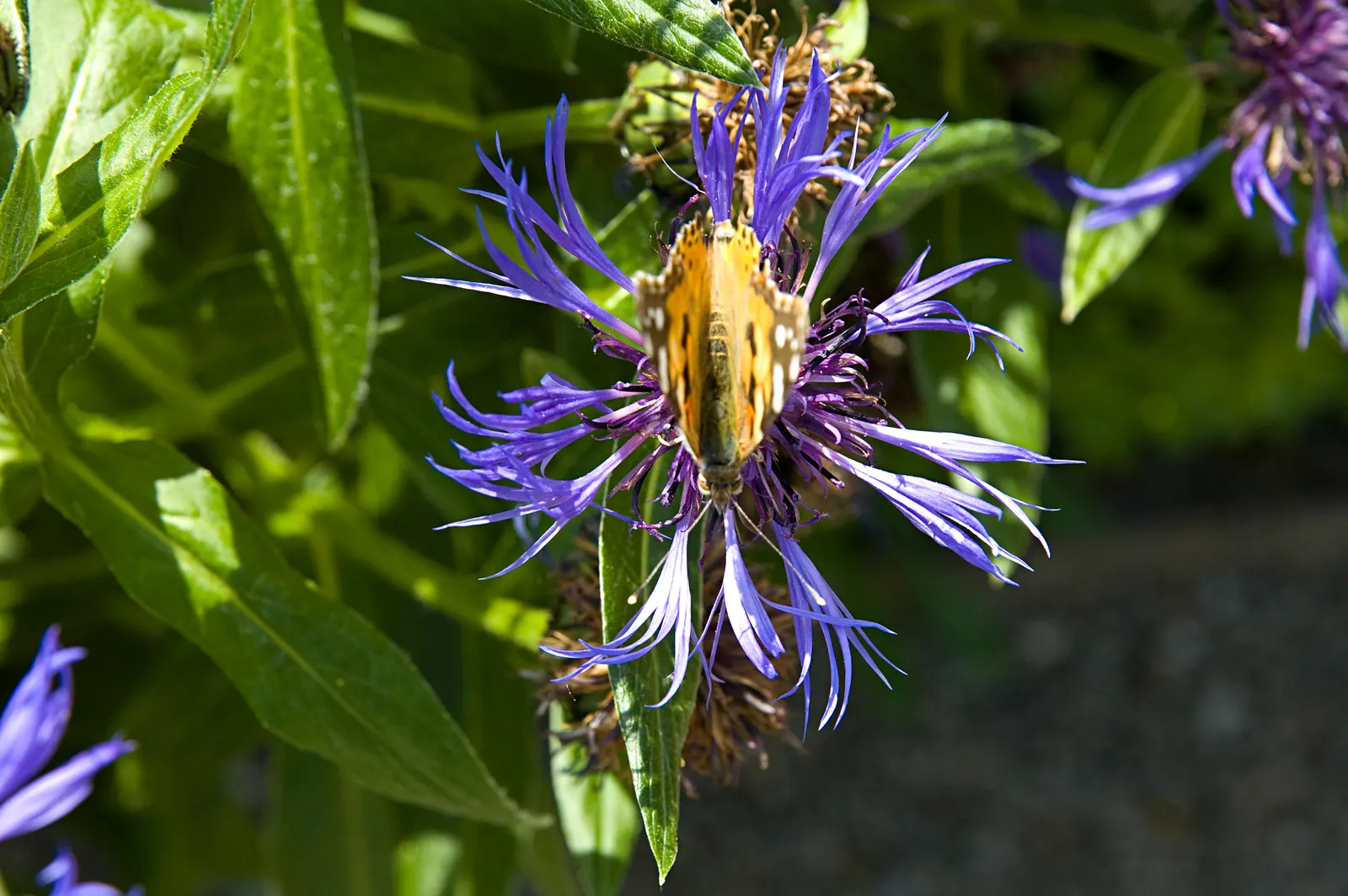 Mountain Bluet (Centaurea Montana) — flourishing best in USDA hardiness zones 3 through 8; due to its moderate mature size, image 107