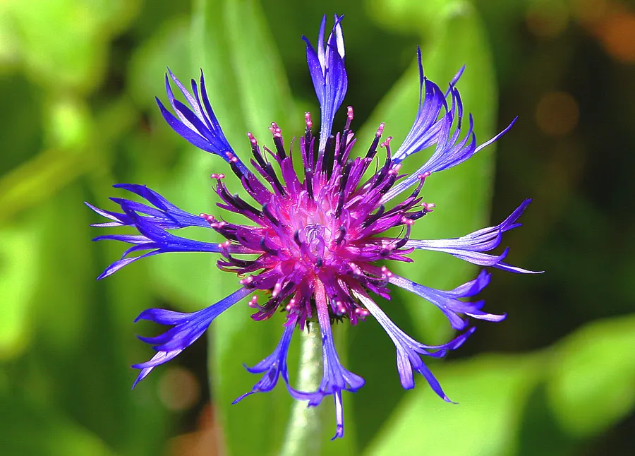 Mountain Bluet (Centaurea Montana) — this low-maintenance plant attracts pollinators; presents as a stunning perennial, image 96
