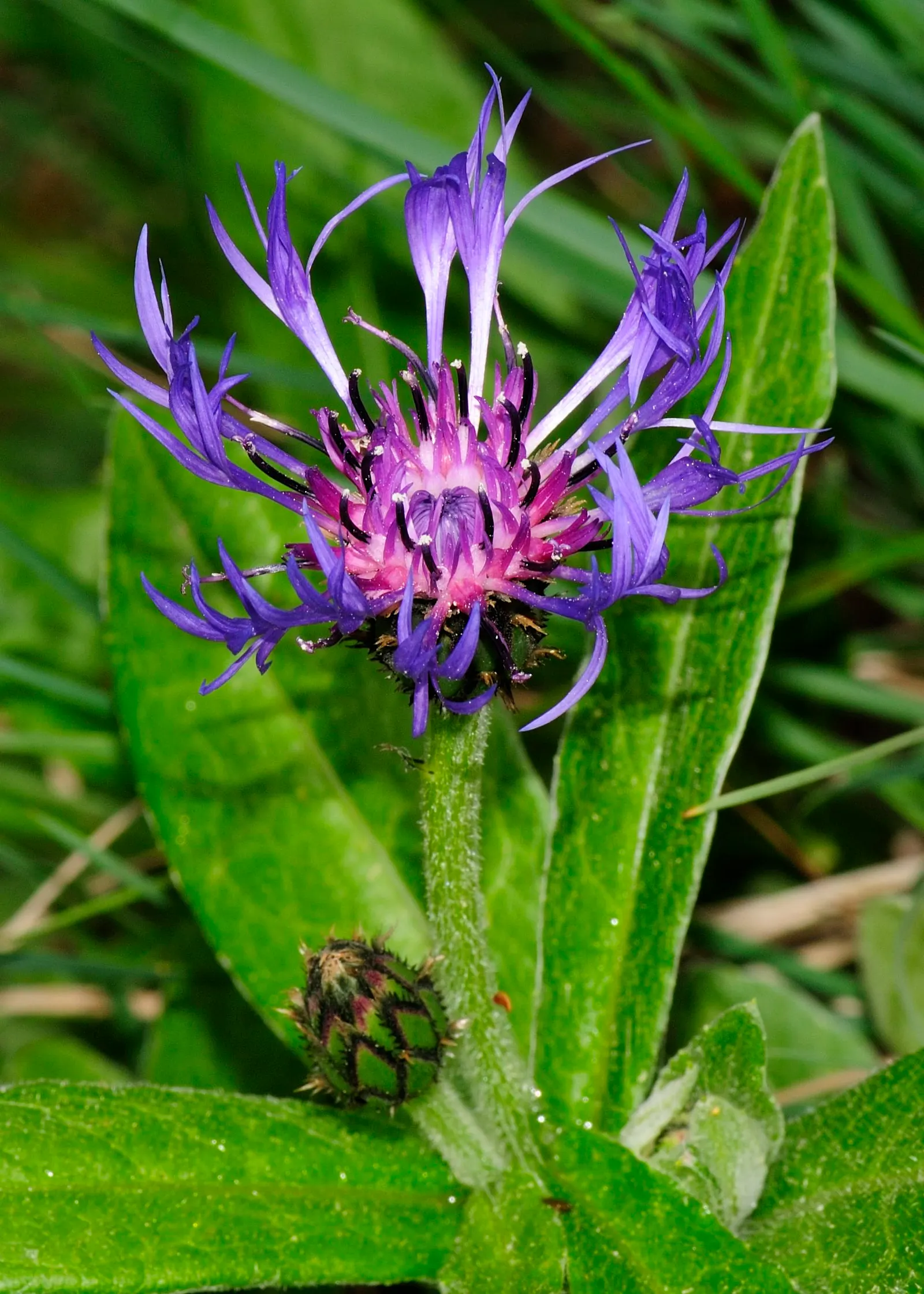 Mountain Bluet (Centaurea Montana) — contributing a textured backdrop throughout the growing season.<br><br>Typically; it bears strikingly vivid, image 105