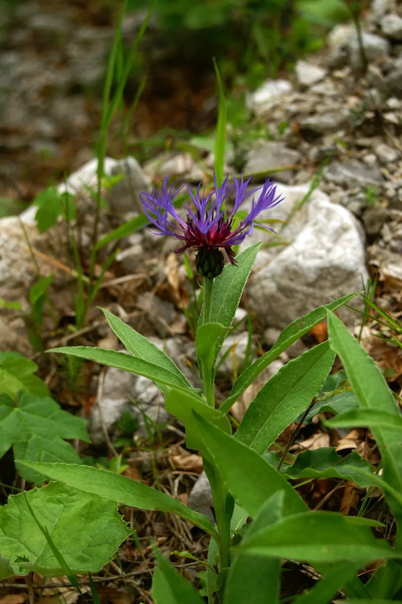 Mountain Bluet (Centaurea Montana) — it bears strikingly vivid periwinkle-blue petals; with a preference for well-draining soil; however